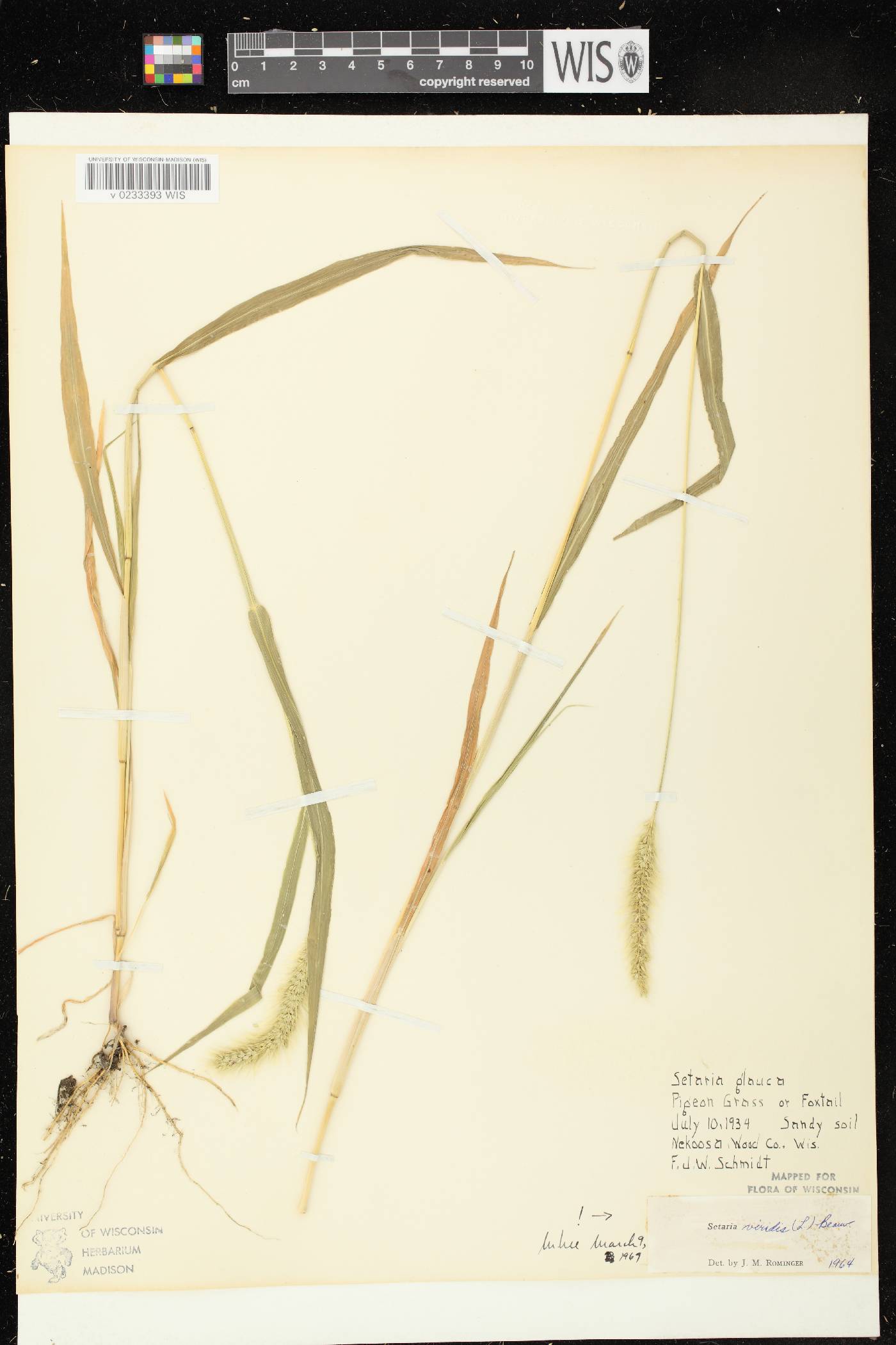 Setaria viridis var. viridis image