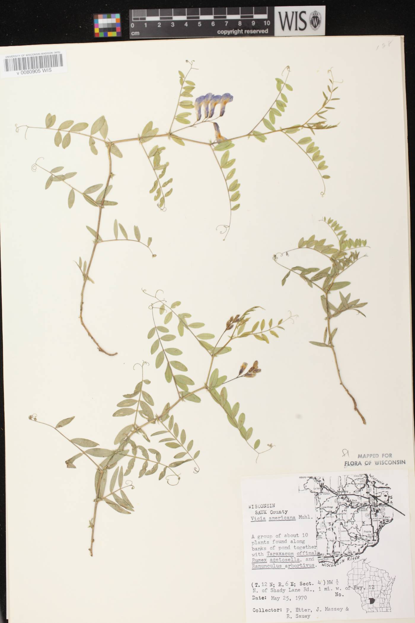 Vicia americana subsp. americana image