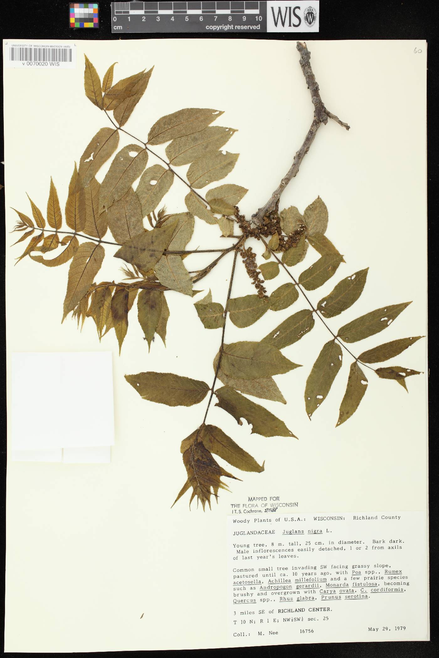Juglans nigra image