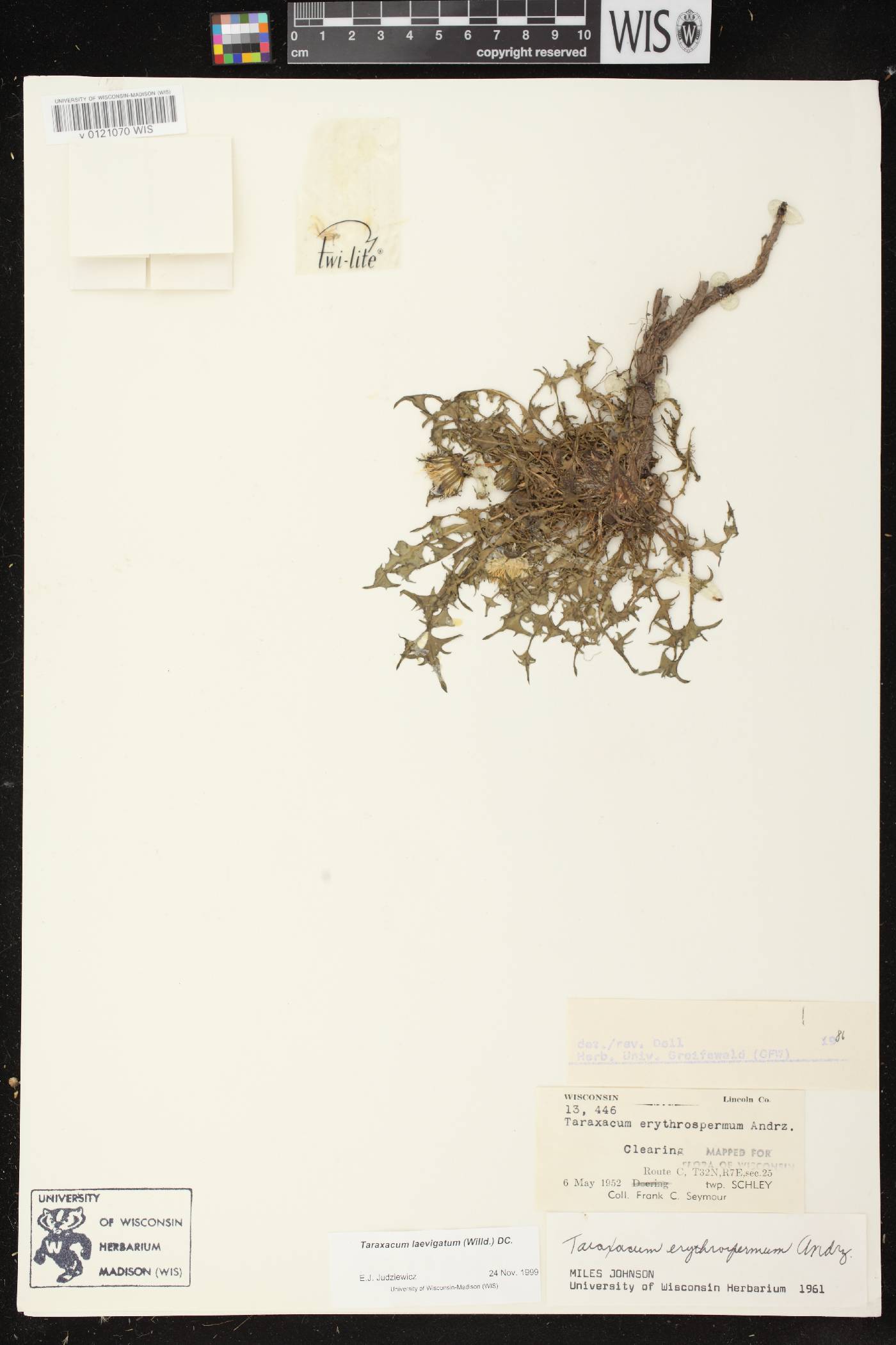 Taraxacum erythrospermum image