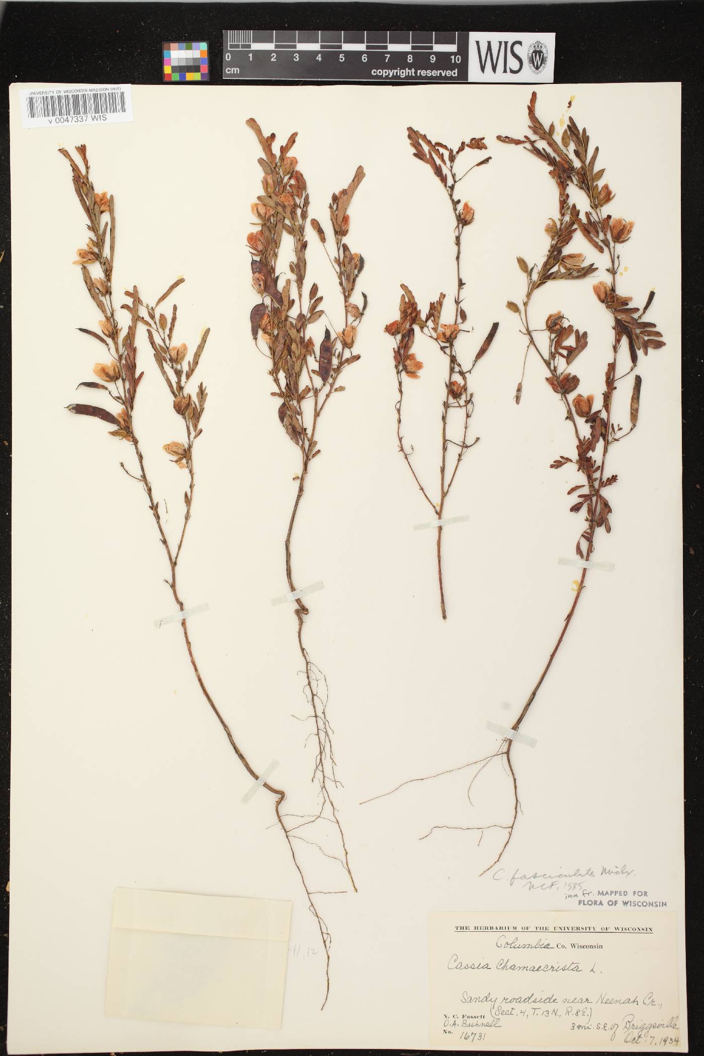 Chamaecrista fasciculata image