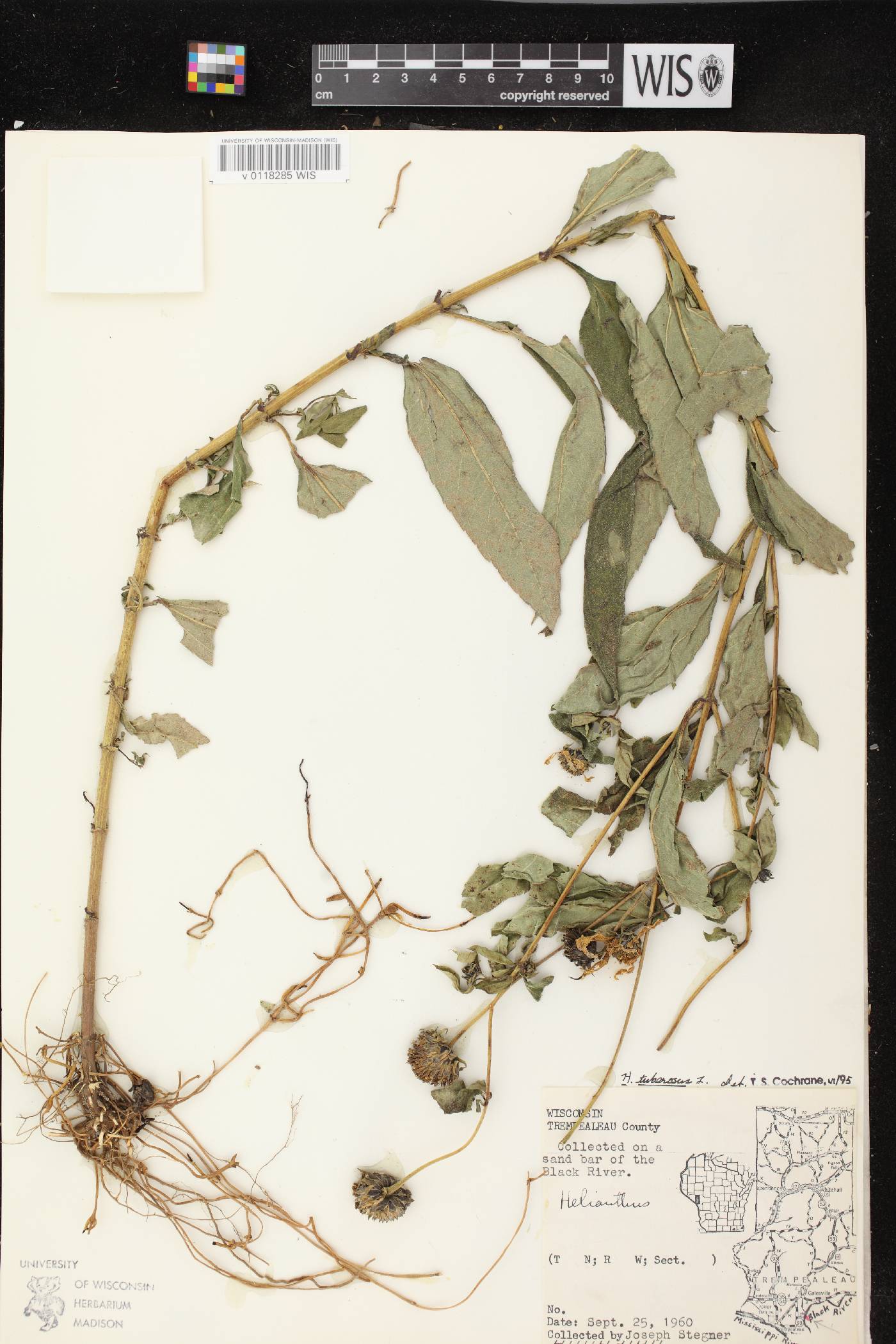 Helianthus tuberosus image