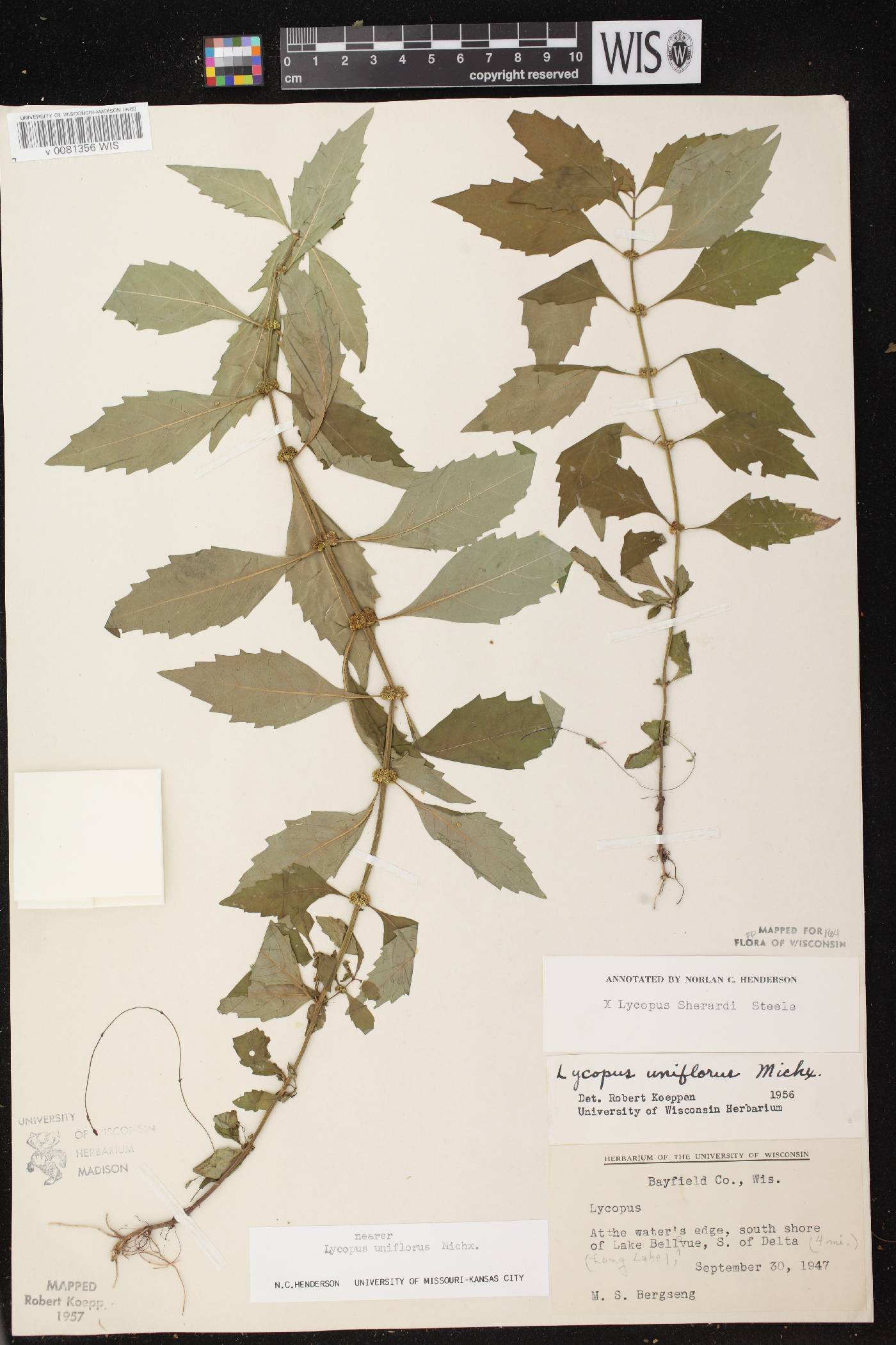 Lycopus X sherardii image