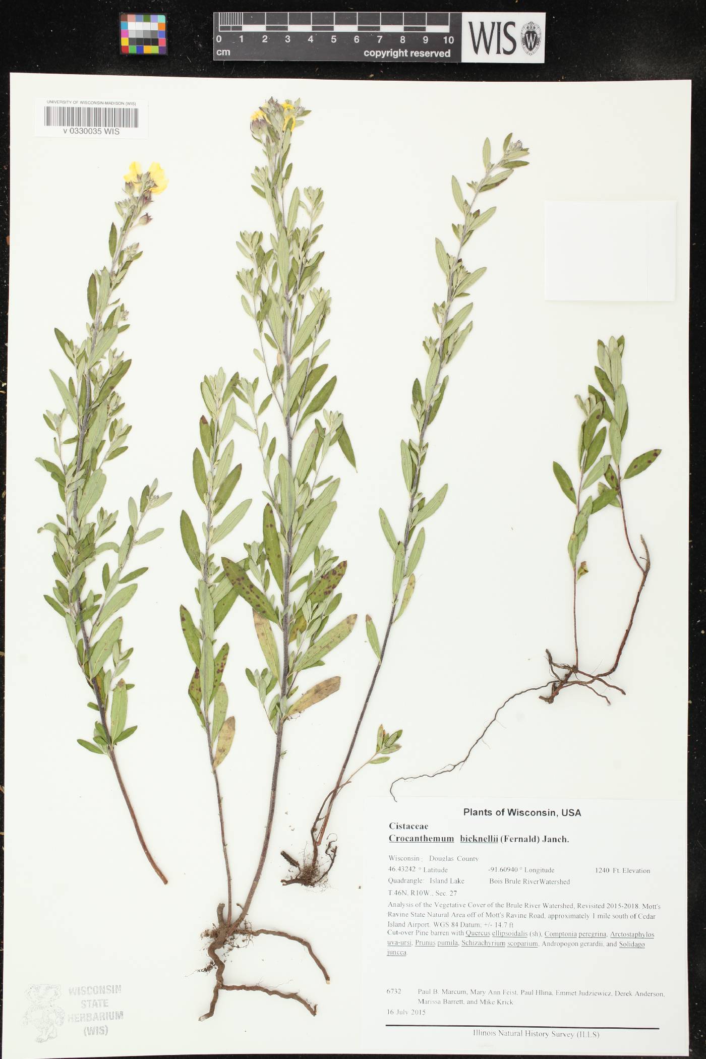 Crocanthemum bicknellii image
