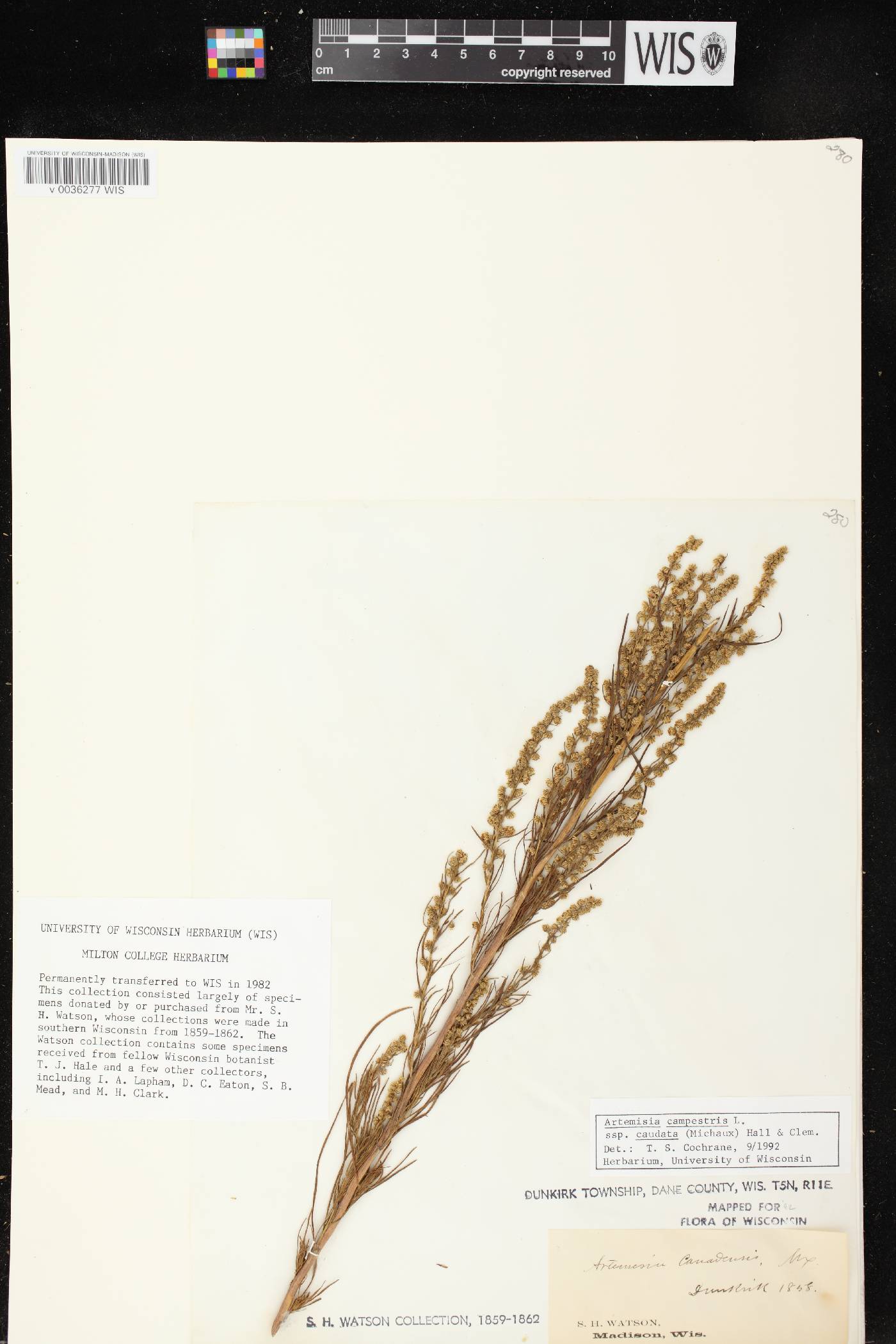Artemisia campestris image