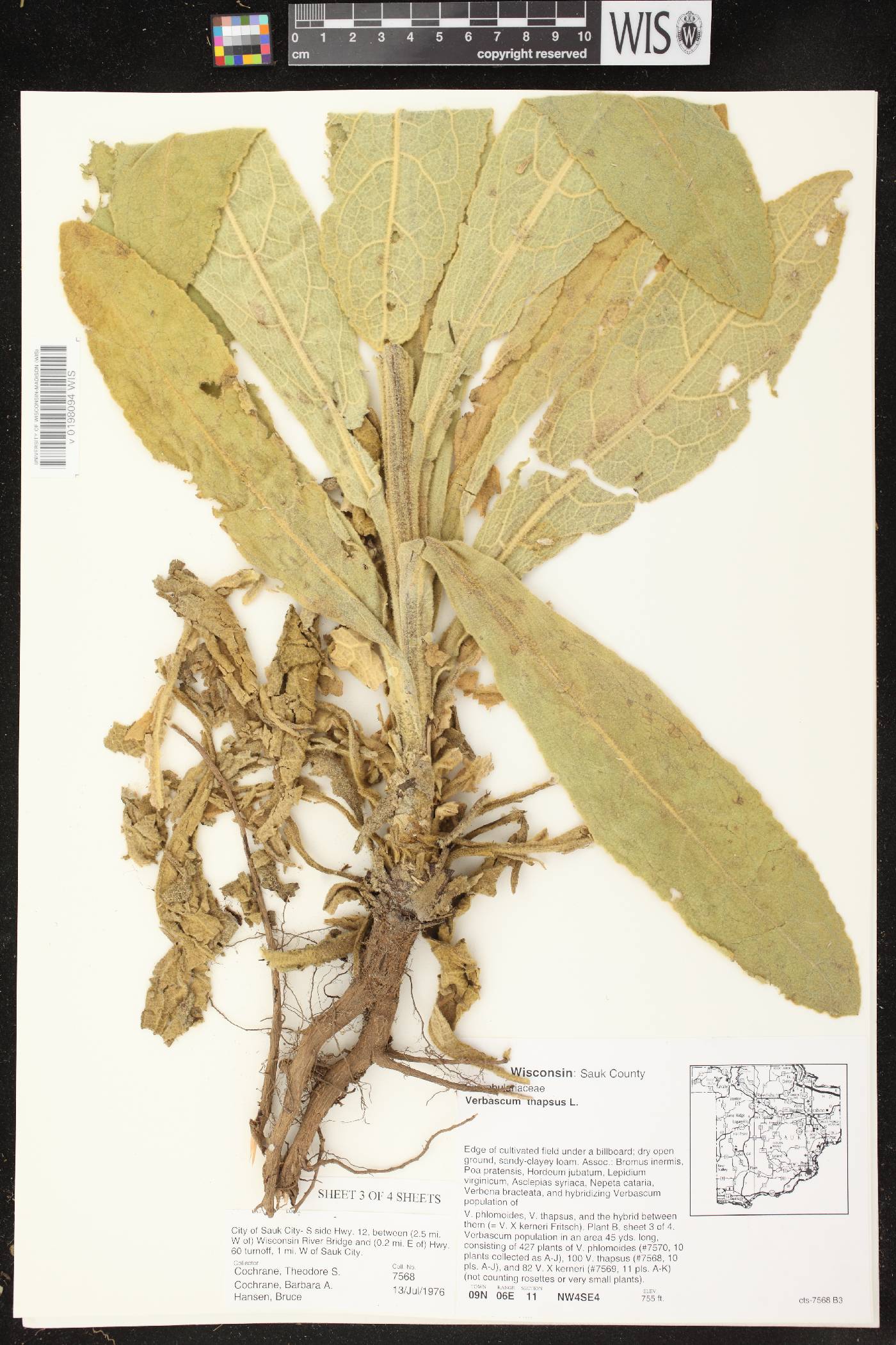 Verbascum thapsus image