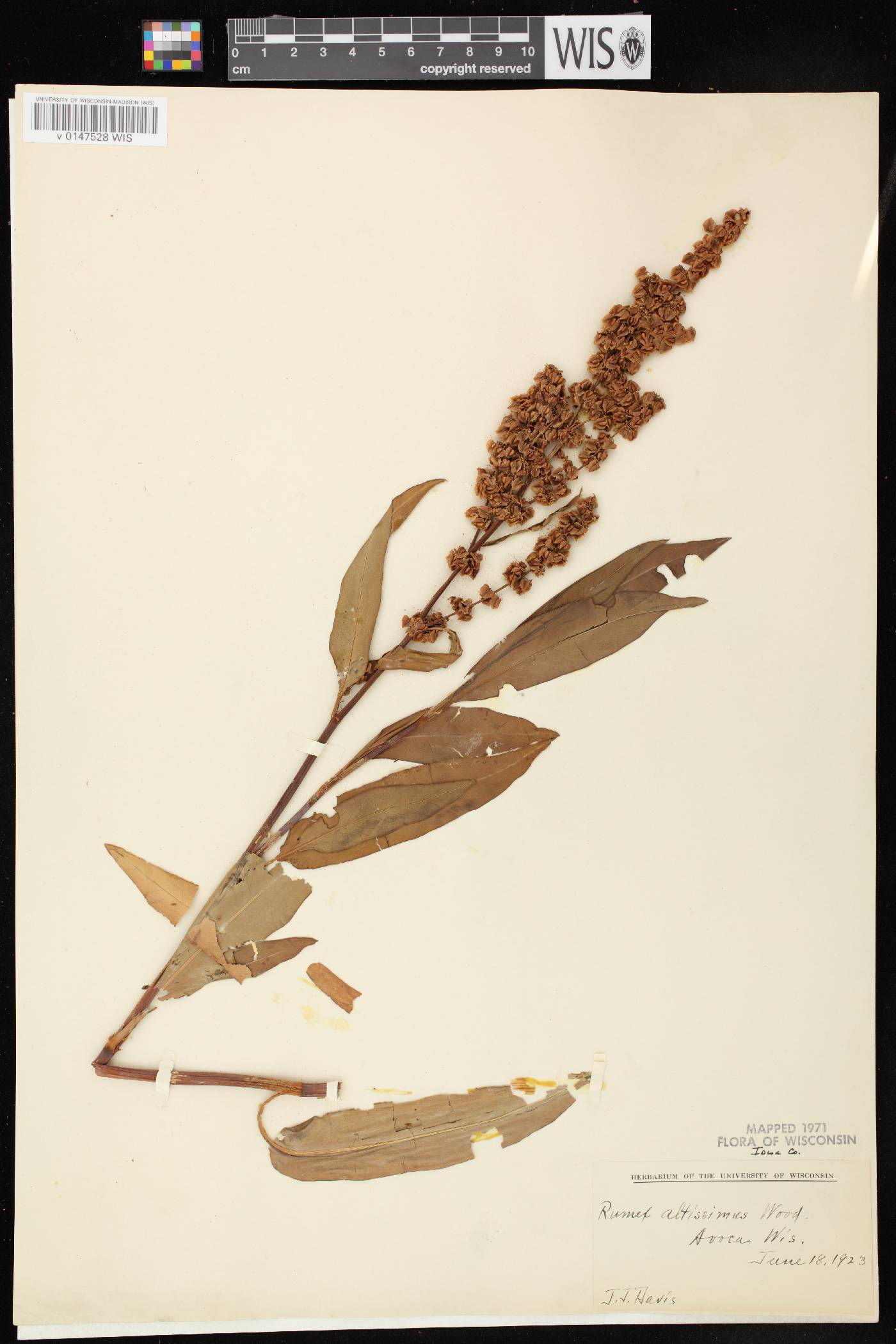 Rumex altissimus image