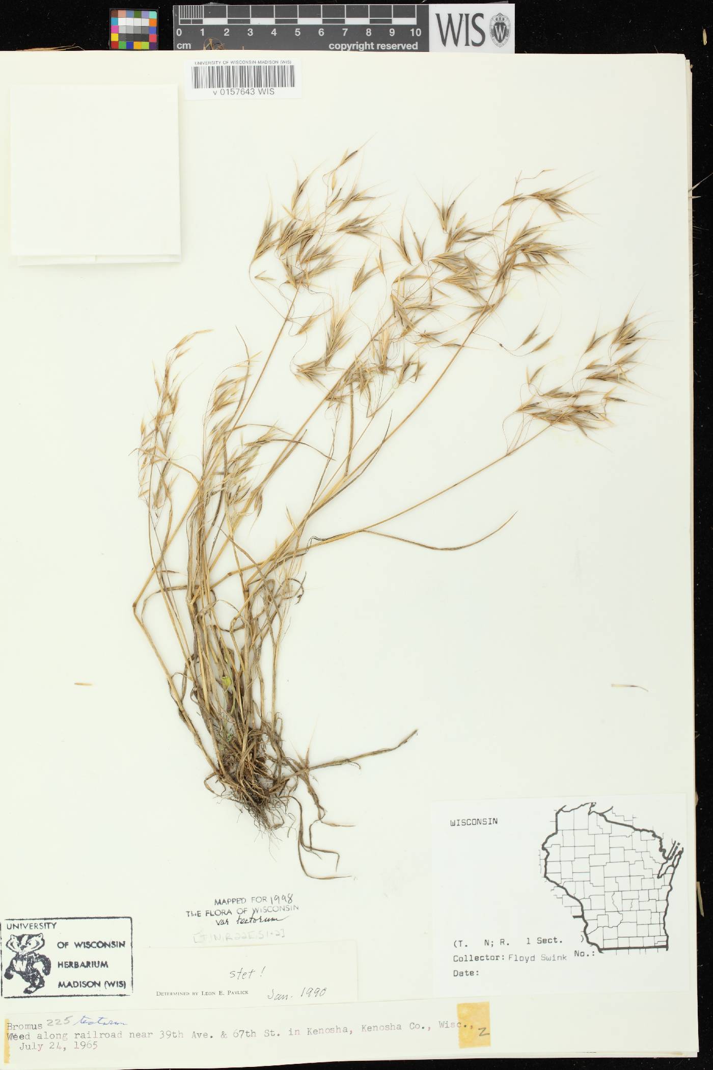 Bromus tectorum image