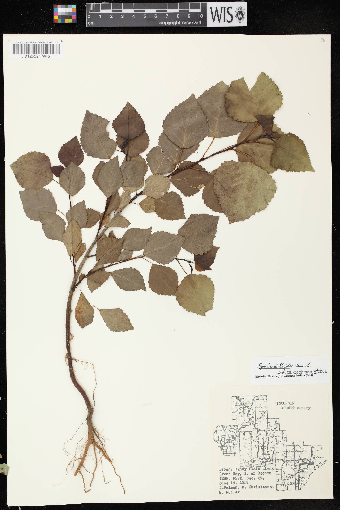 Populus deltoides subsp. monilifera image