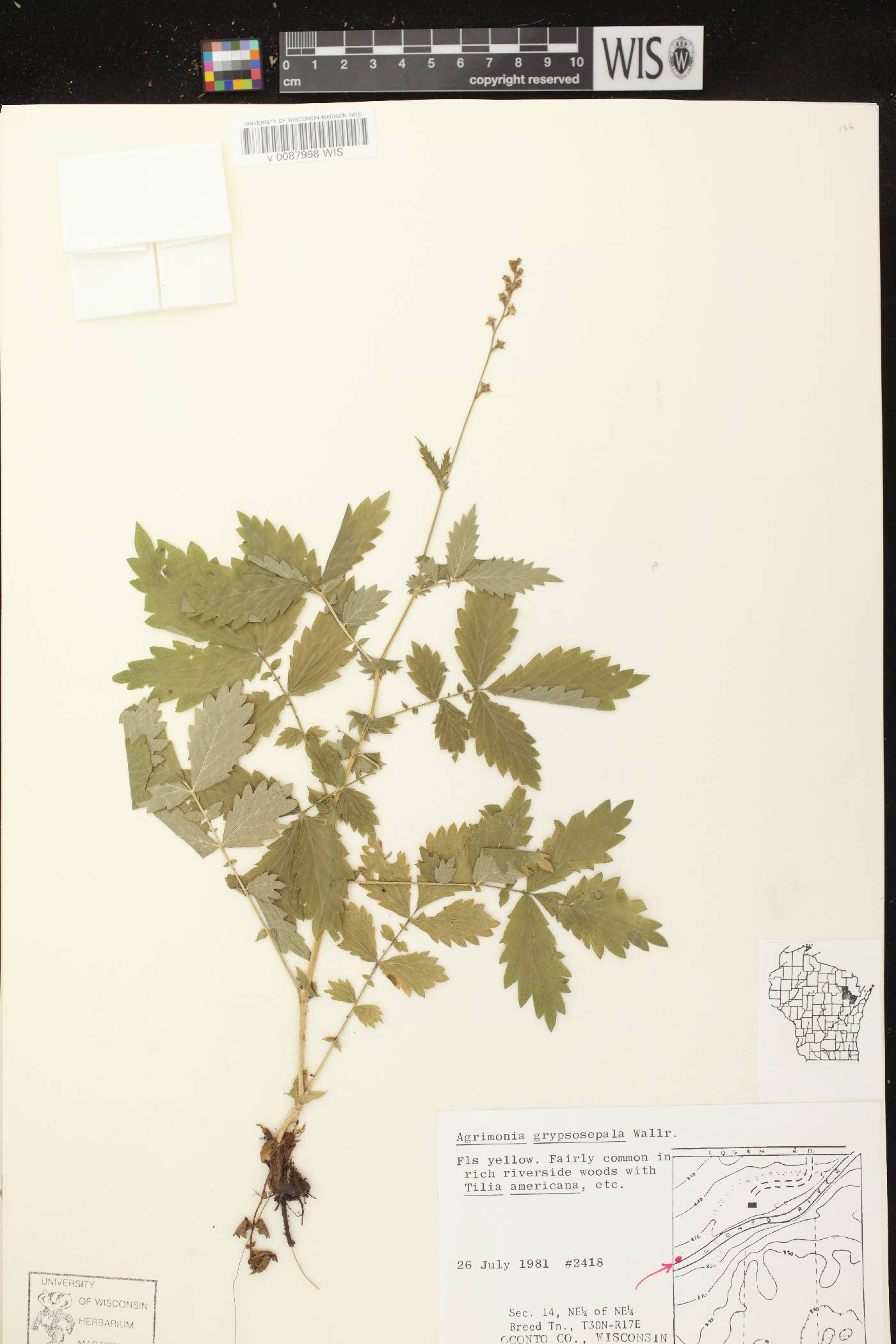 Agrimonia gryposepala image