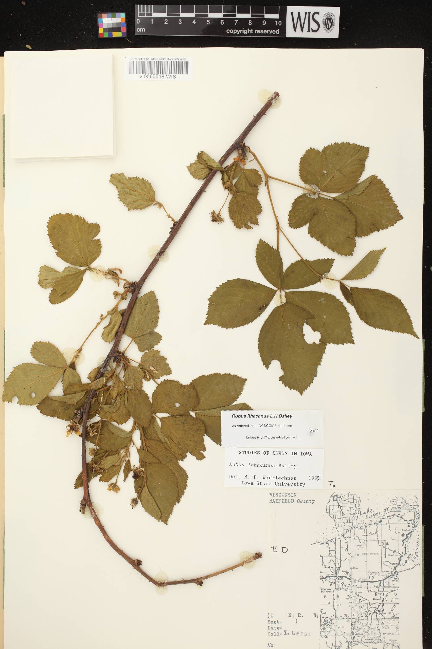 Rubus flagellaris image