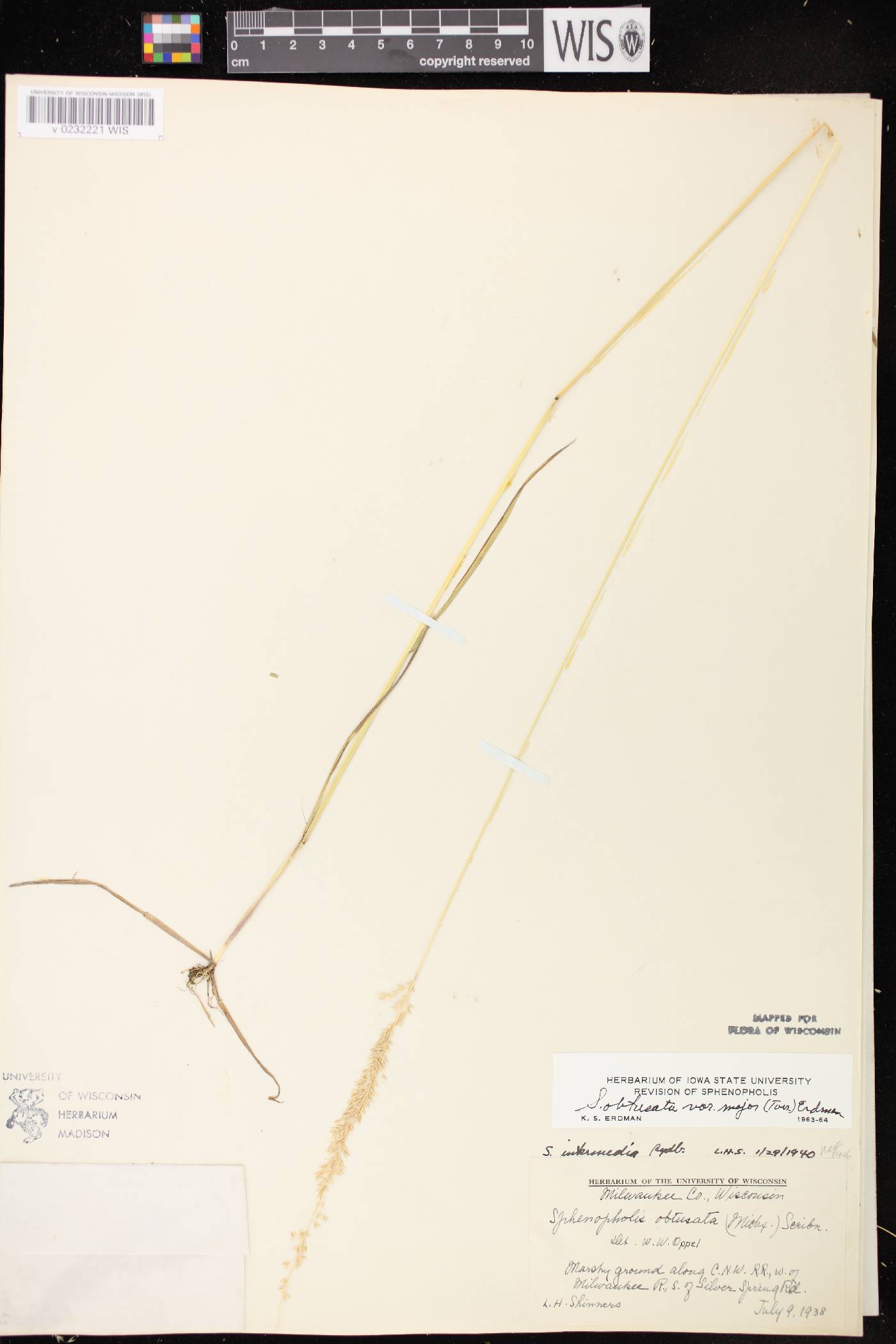 Sphenopholis intermedia image