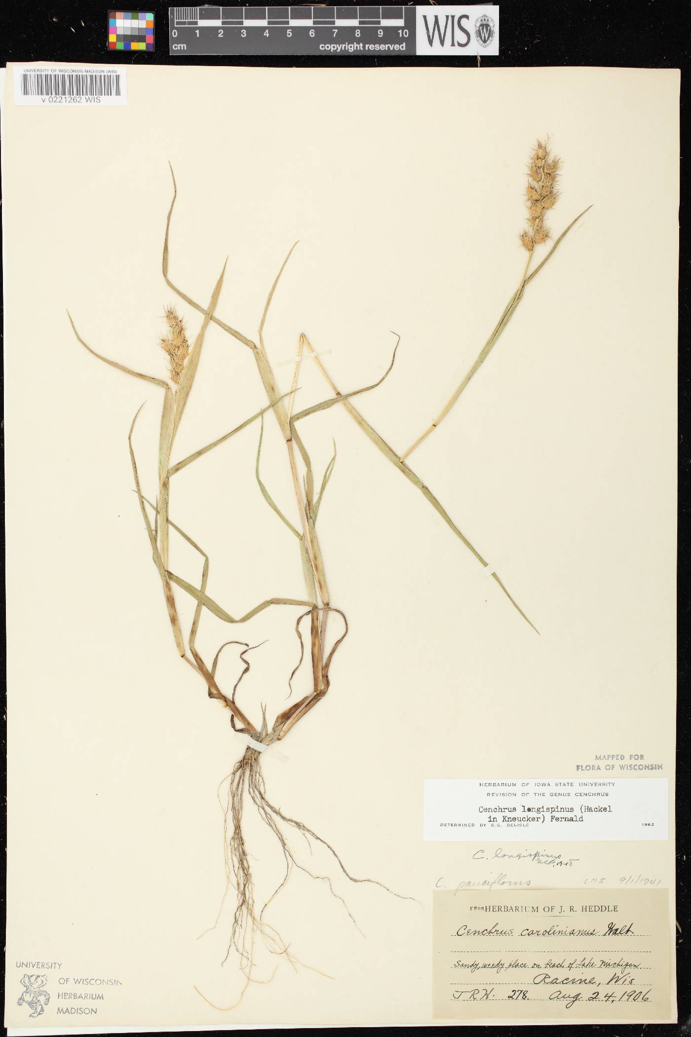 Cenchrus longispinus image