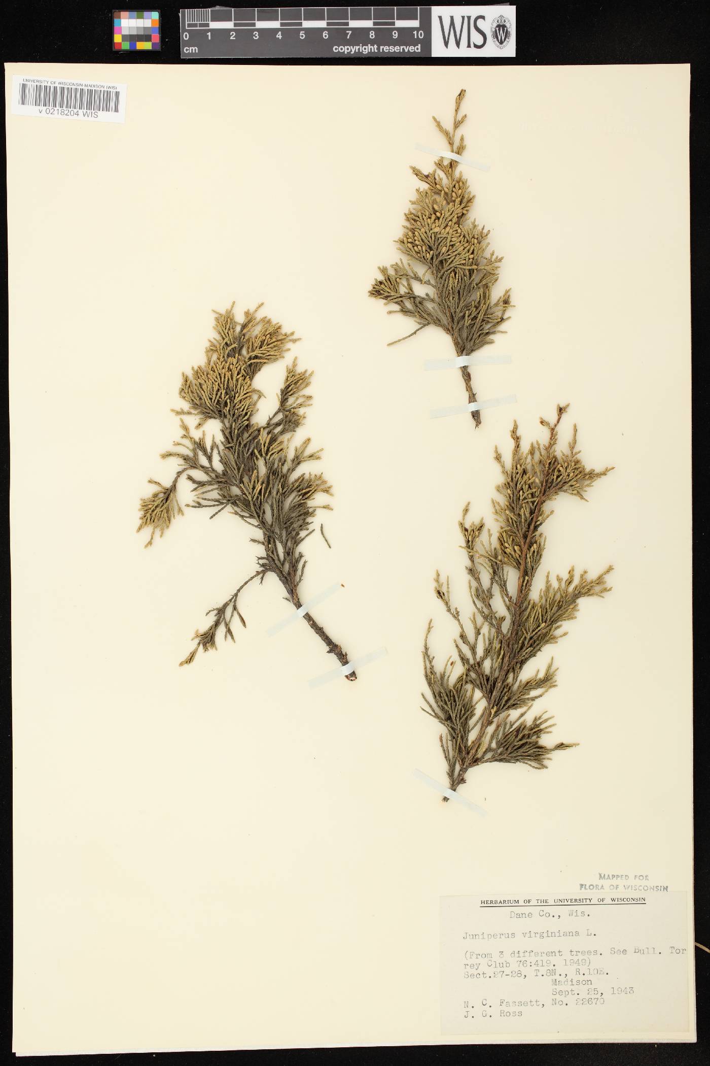 Juniperus virginiana image
