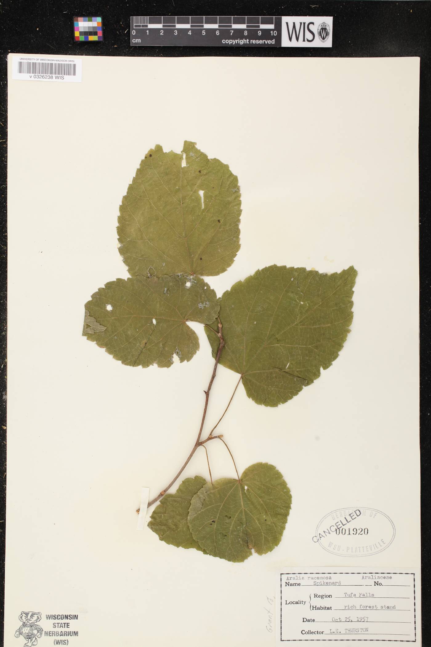 Aralia racemosa image