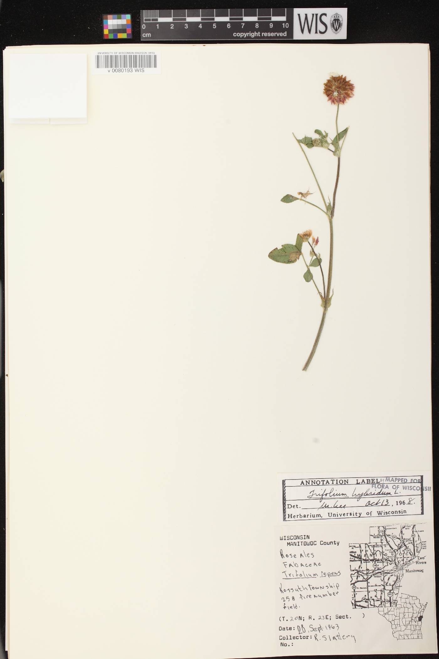 Trifolium hybridum image