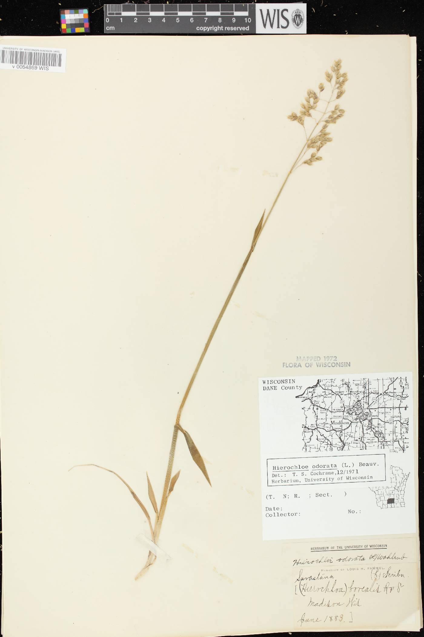 Anthoxanthum hirtum subsp. arcticum image
