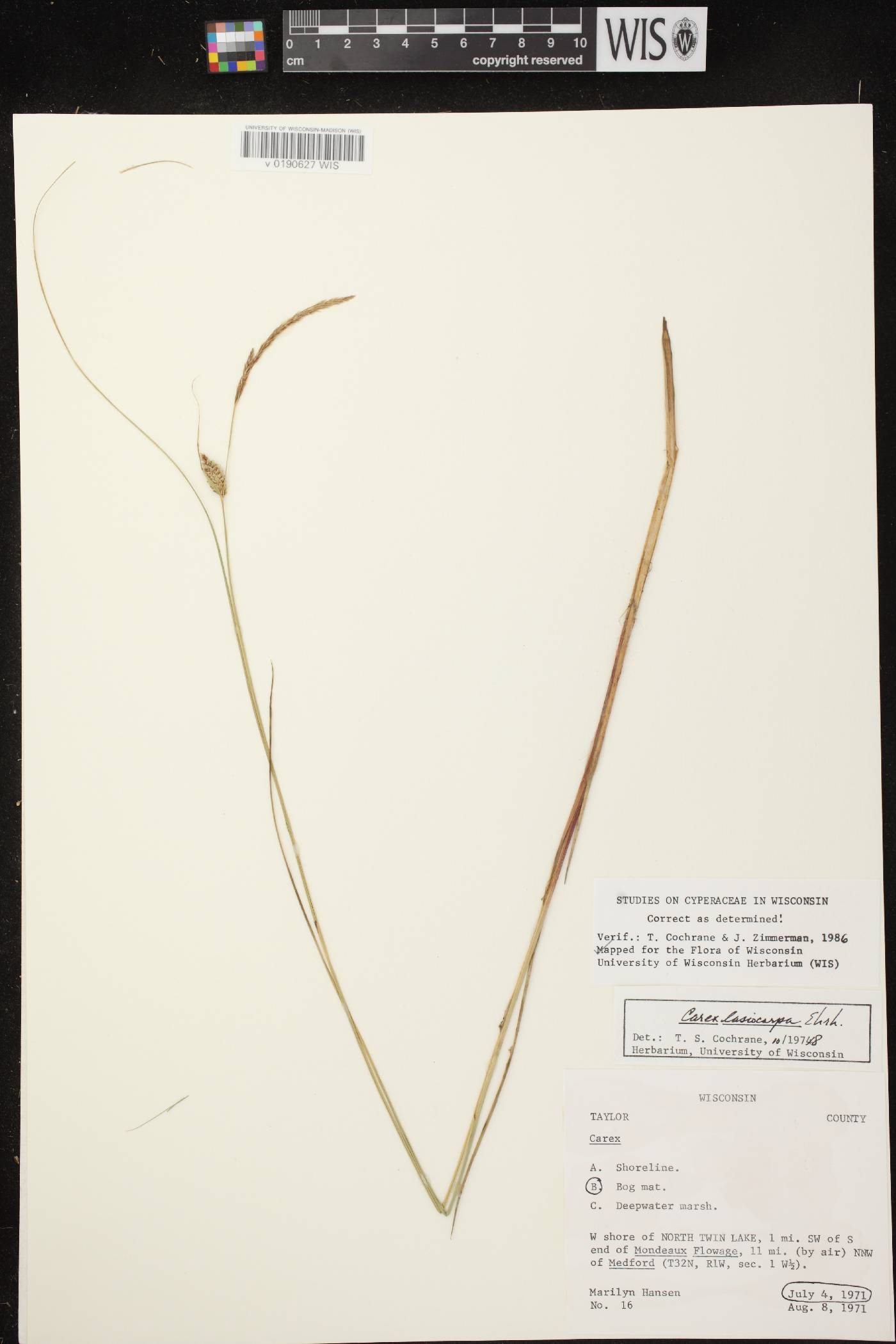 Carex lasiocarpa subsp. americana image