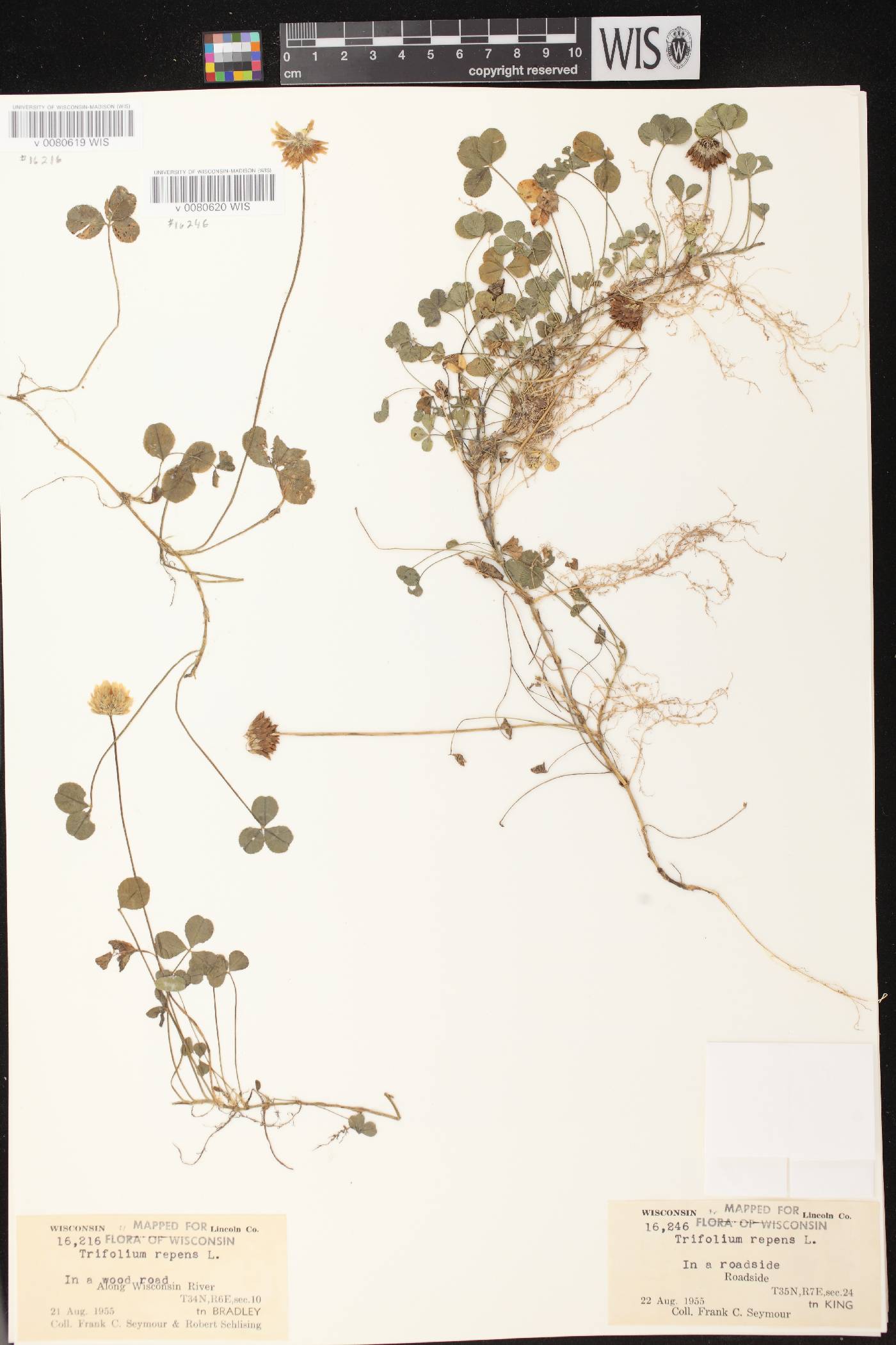 Trifolium repens image
