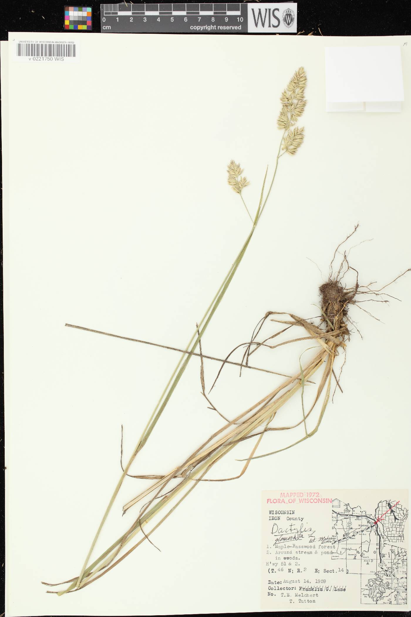 Dactylis glomerata image