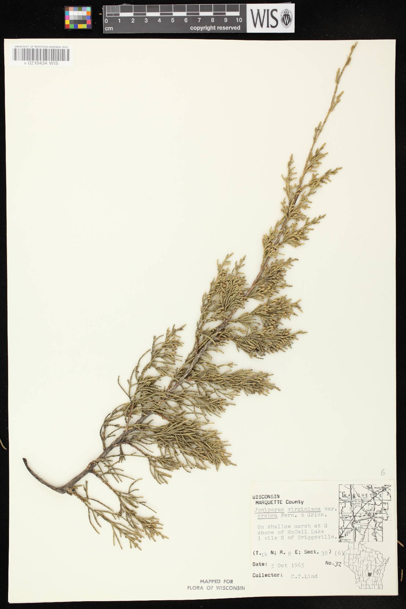 Juniperus virginiana image