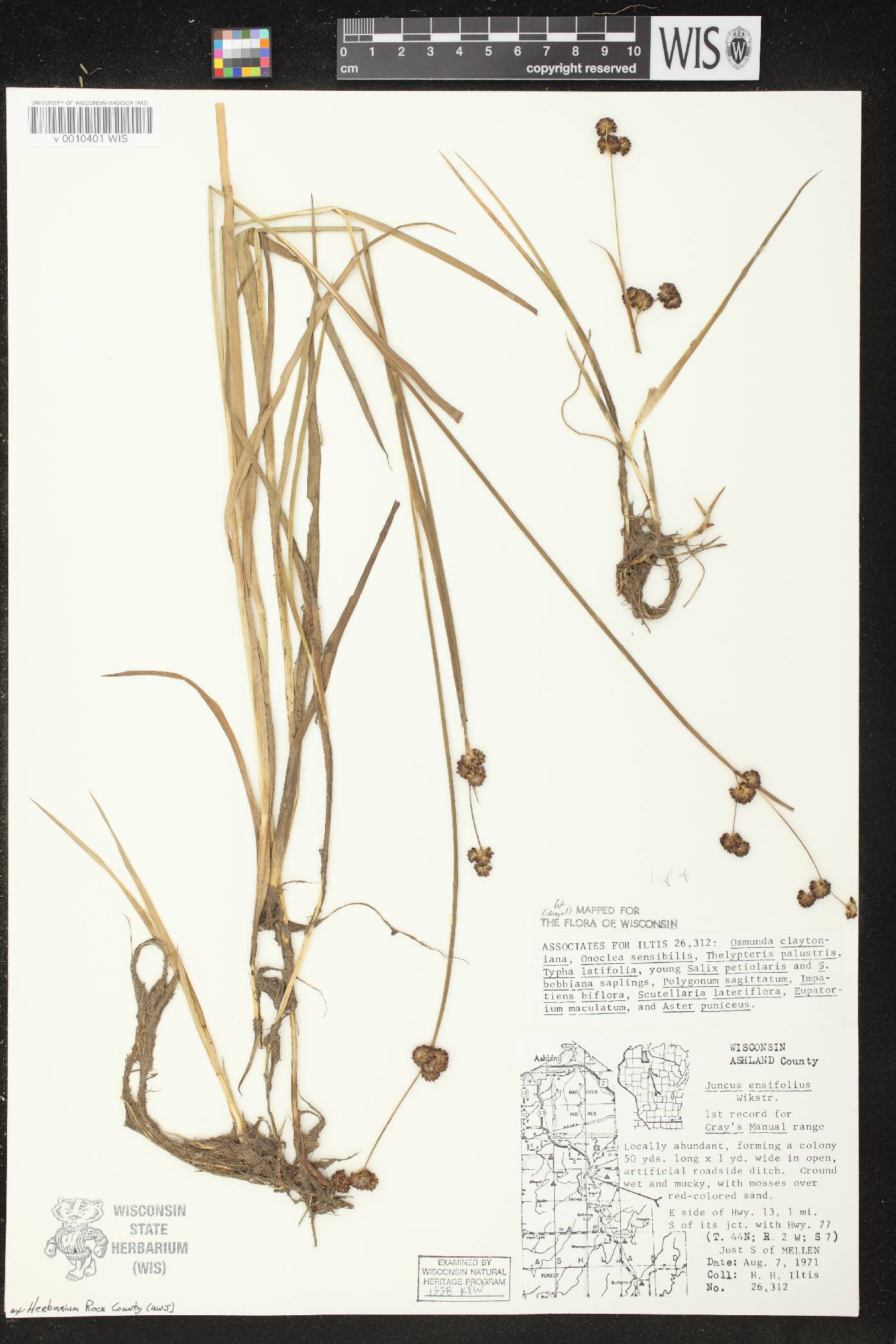 Juncus ensifolius image