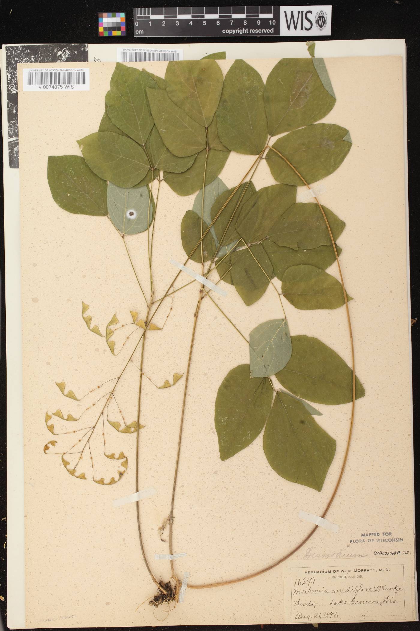 Hylodesmum nudiflorum image