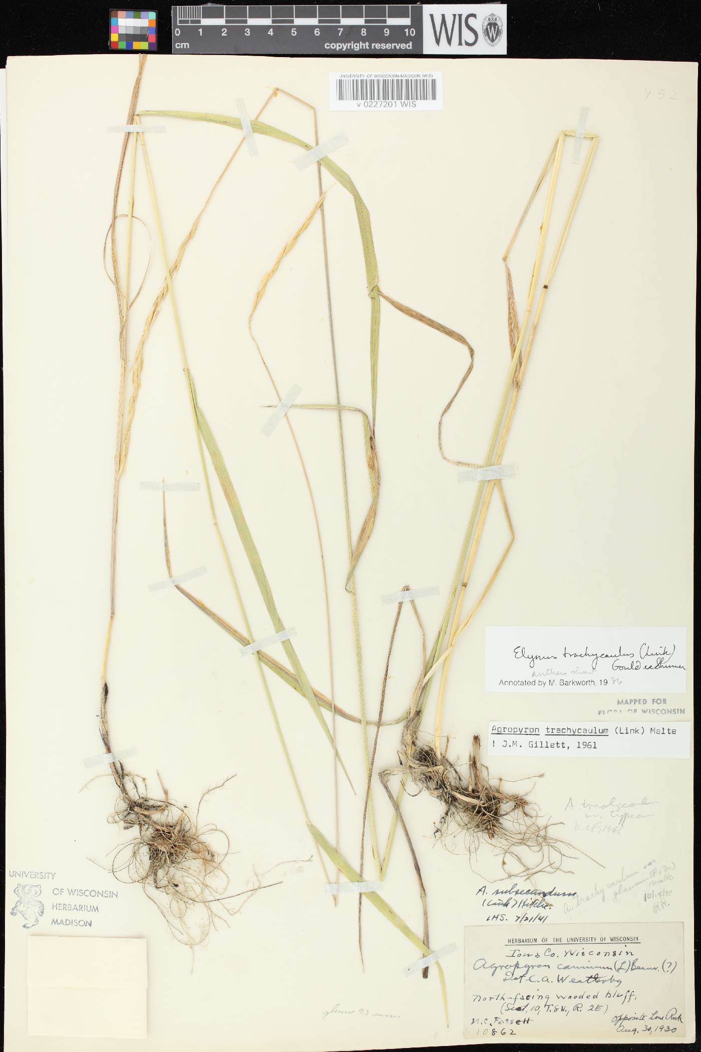 Elymus trachycaulus subsp. trachycaulus image