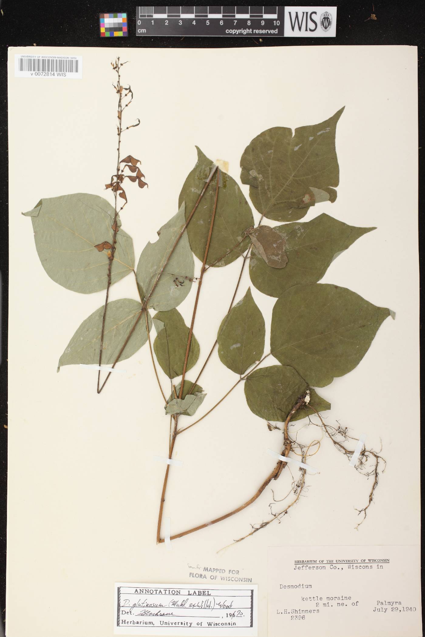 Hylodesmum glutinosum image