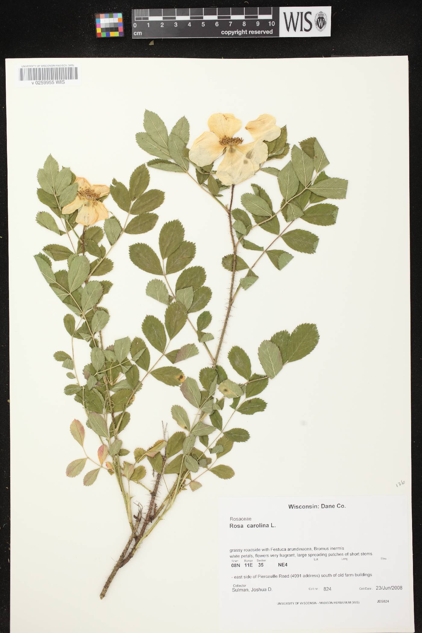 Rosa carolina image