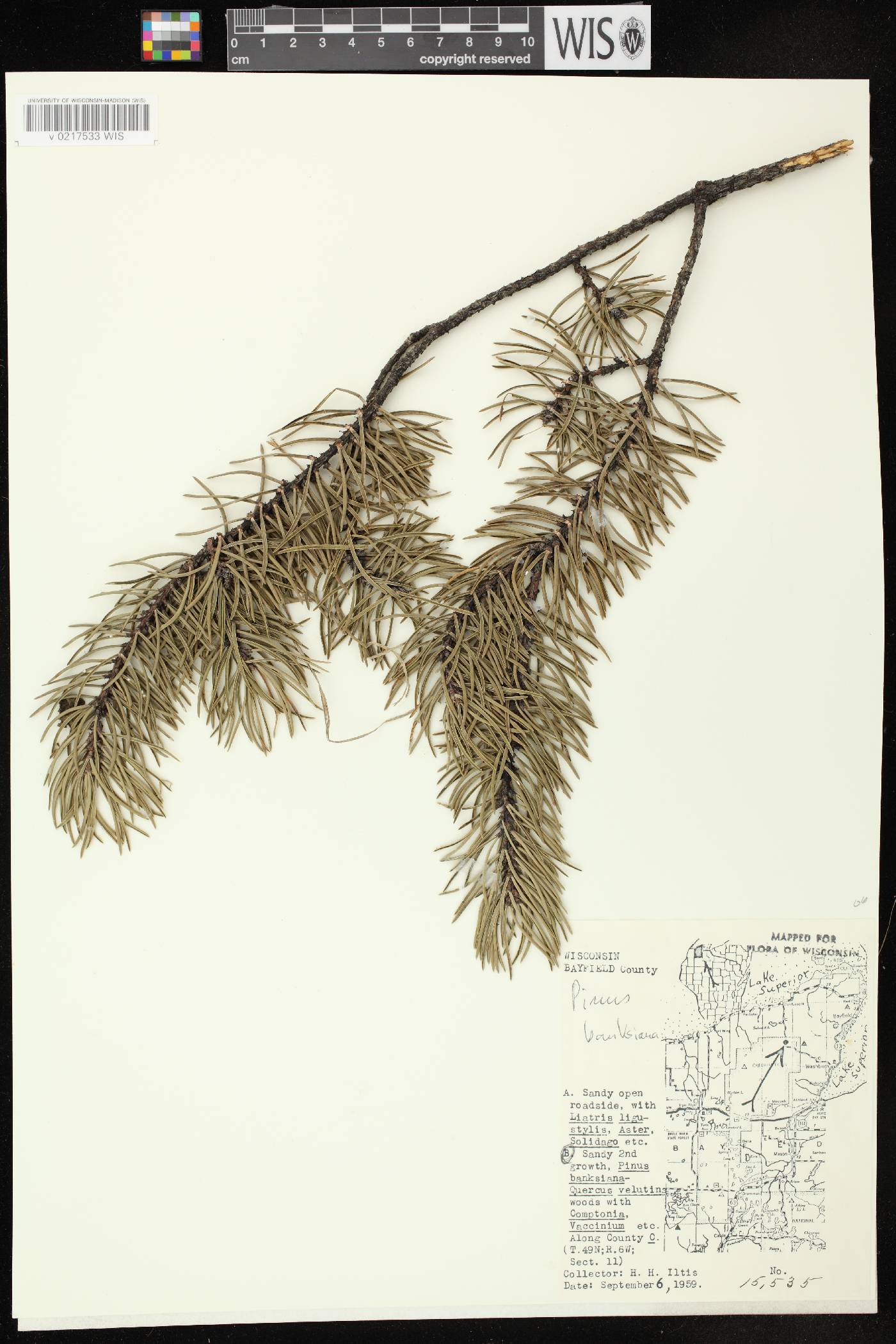 Pinus banksiana image