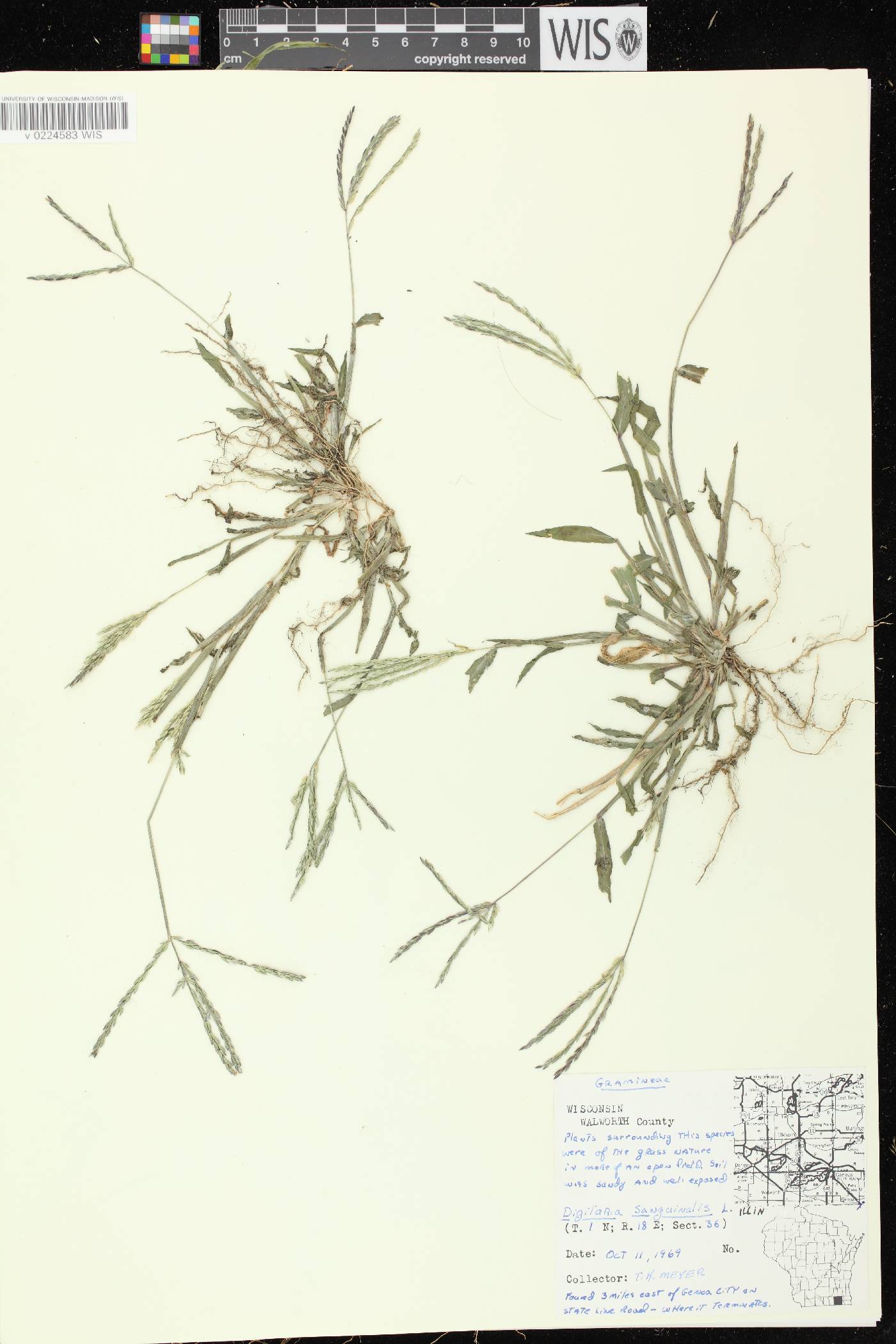 Digitaria sanguinalis image