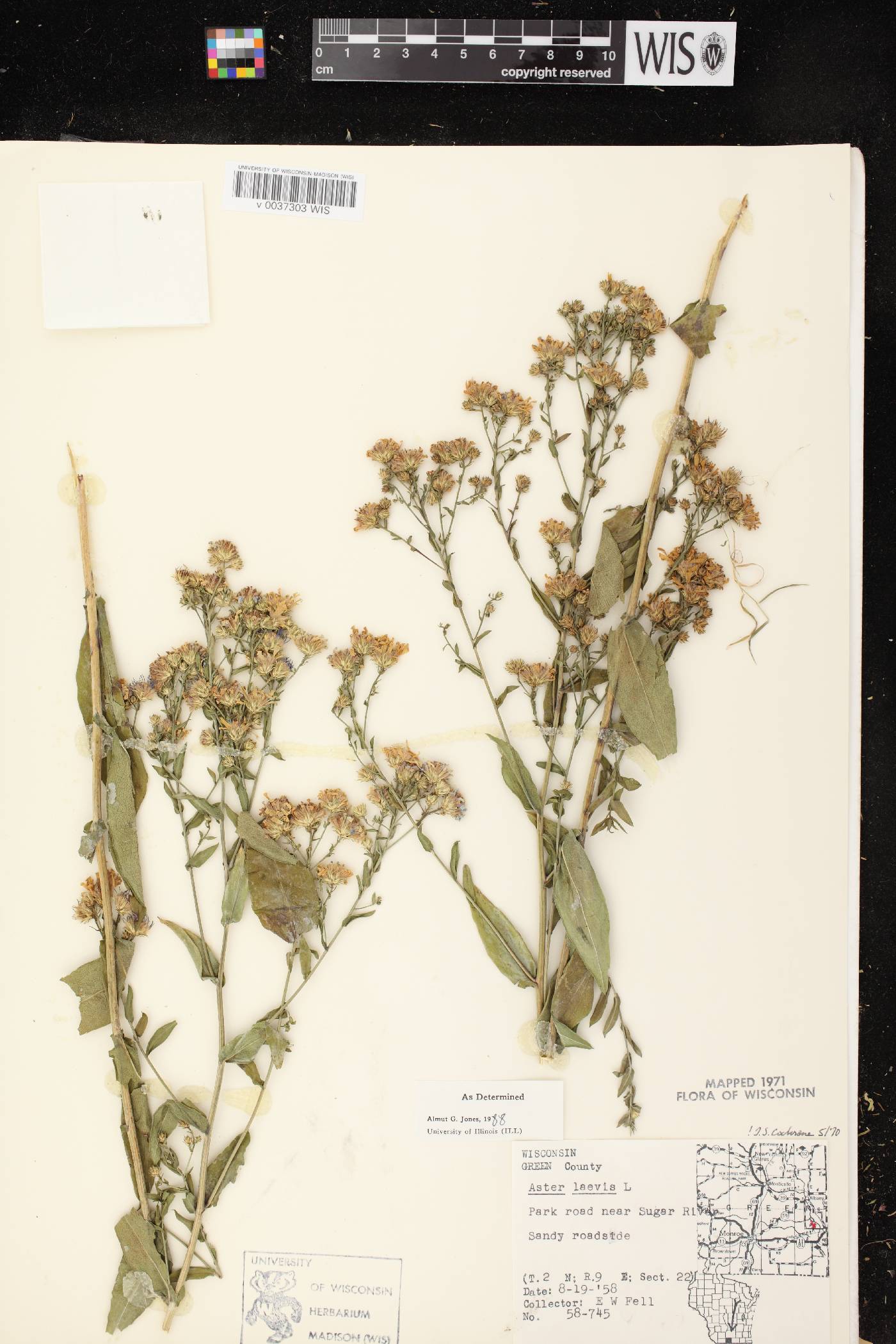 Symphyotrichum laeve image