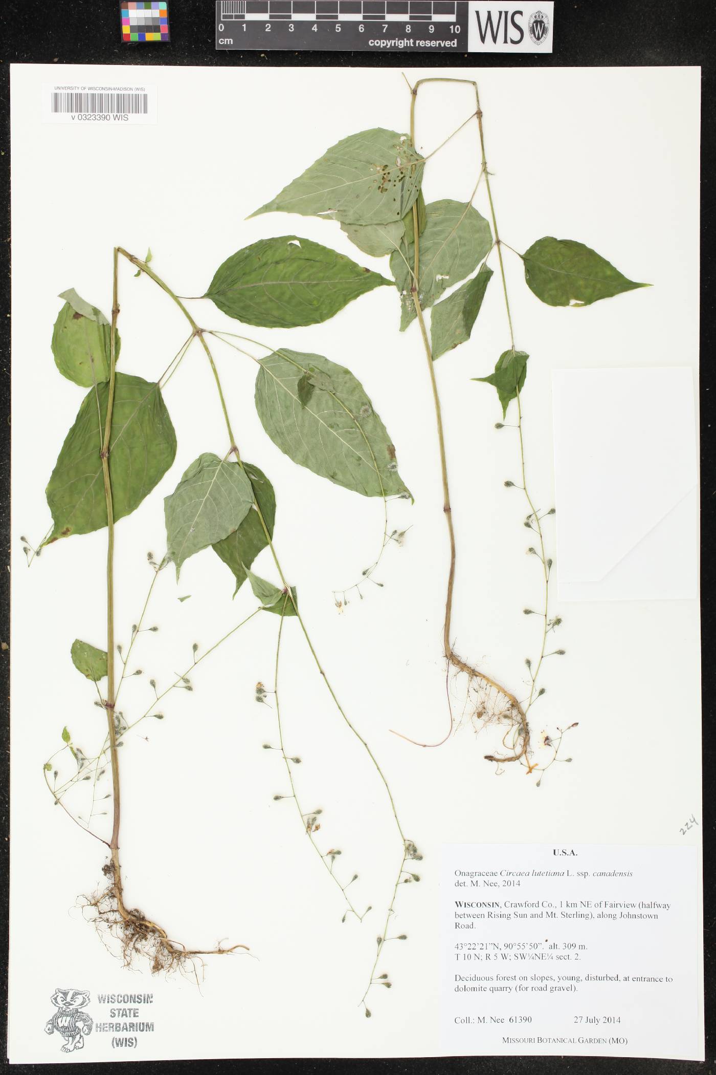Circaea canadensis subsp. canadensis image