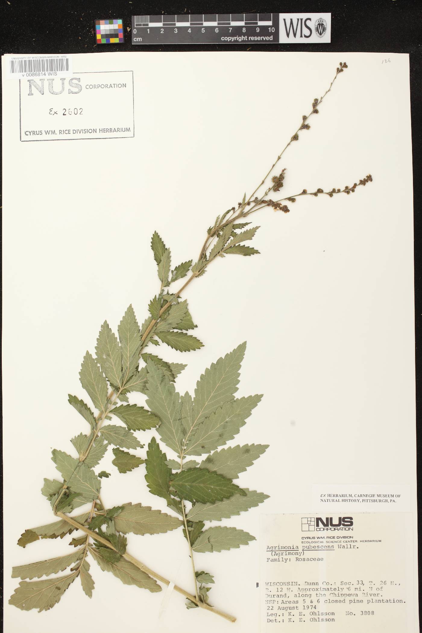 Agrimonia pubescens image