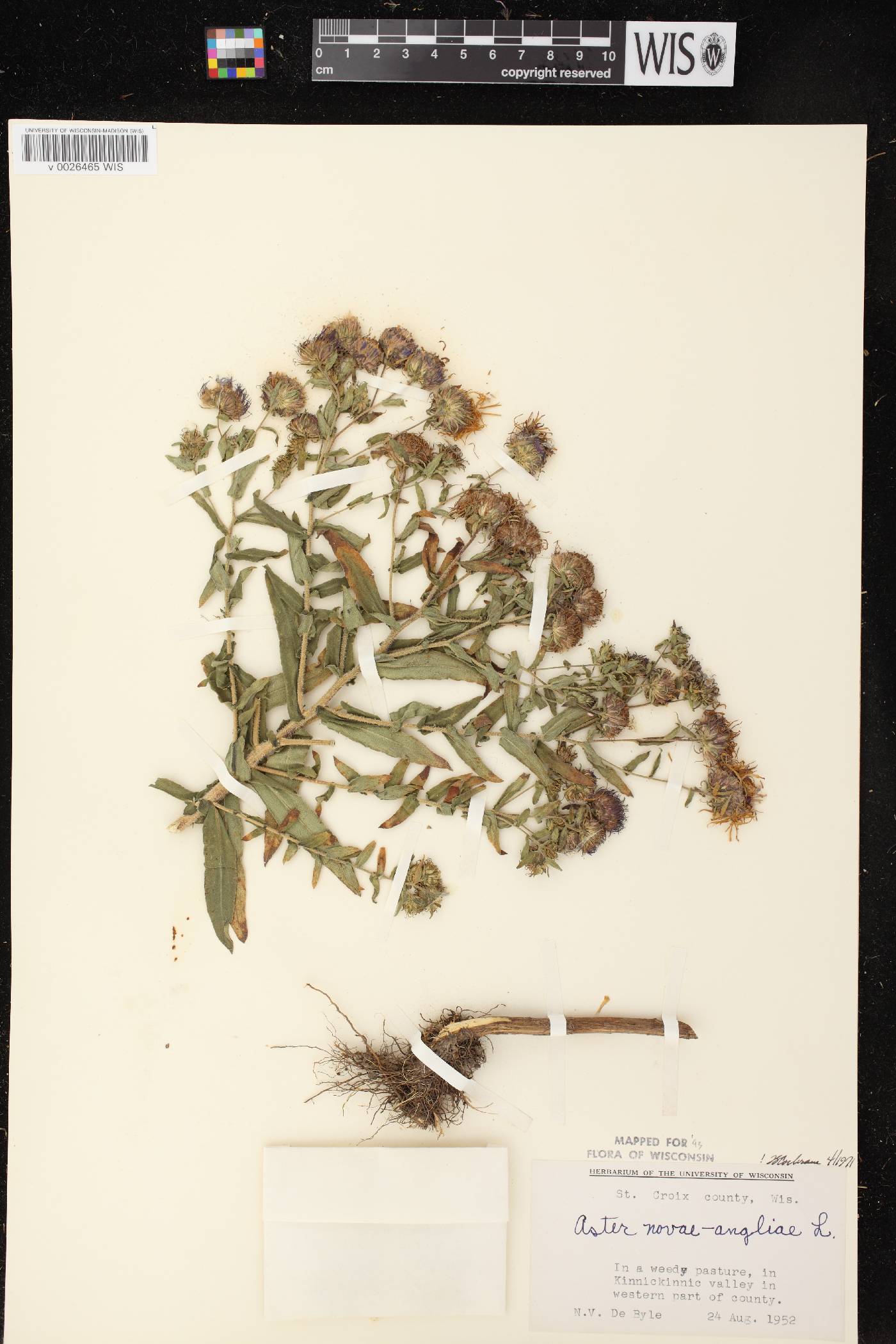 Symphyotrichum novae-angliae image