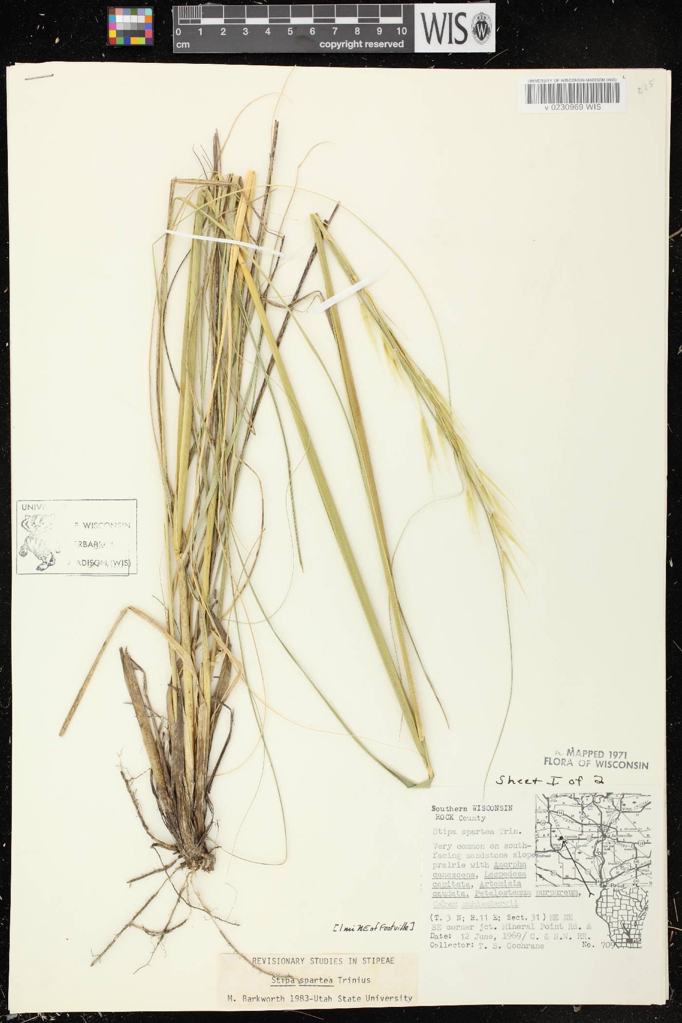 Hesperostipa spartea image