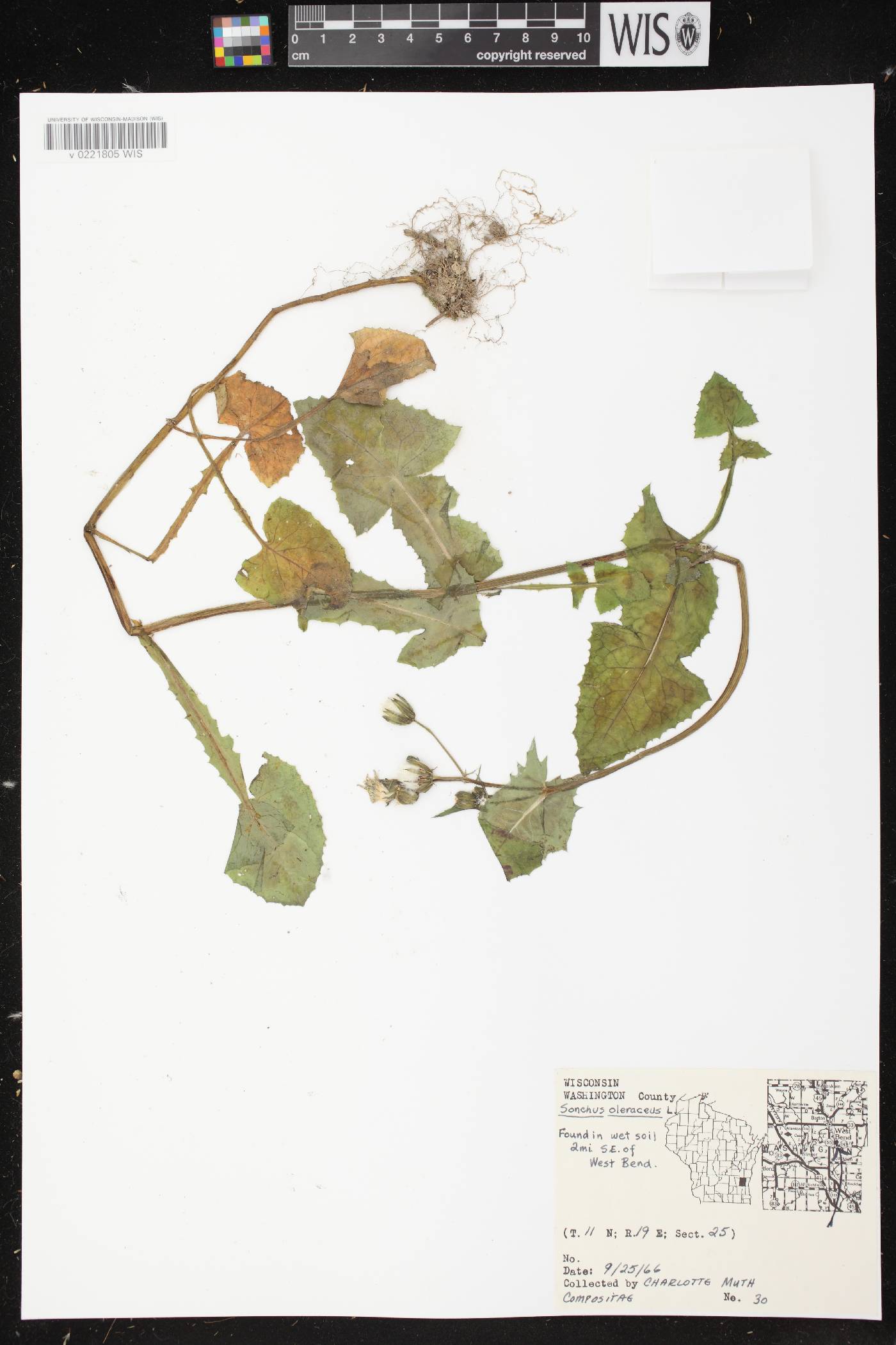 Sonchus oleraceus image