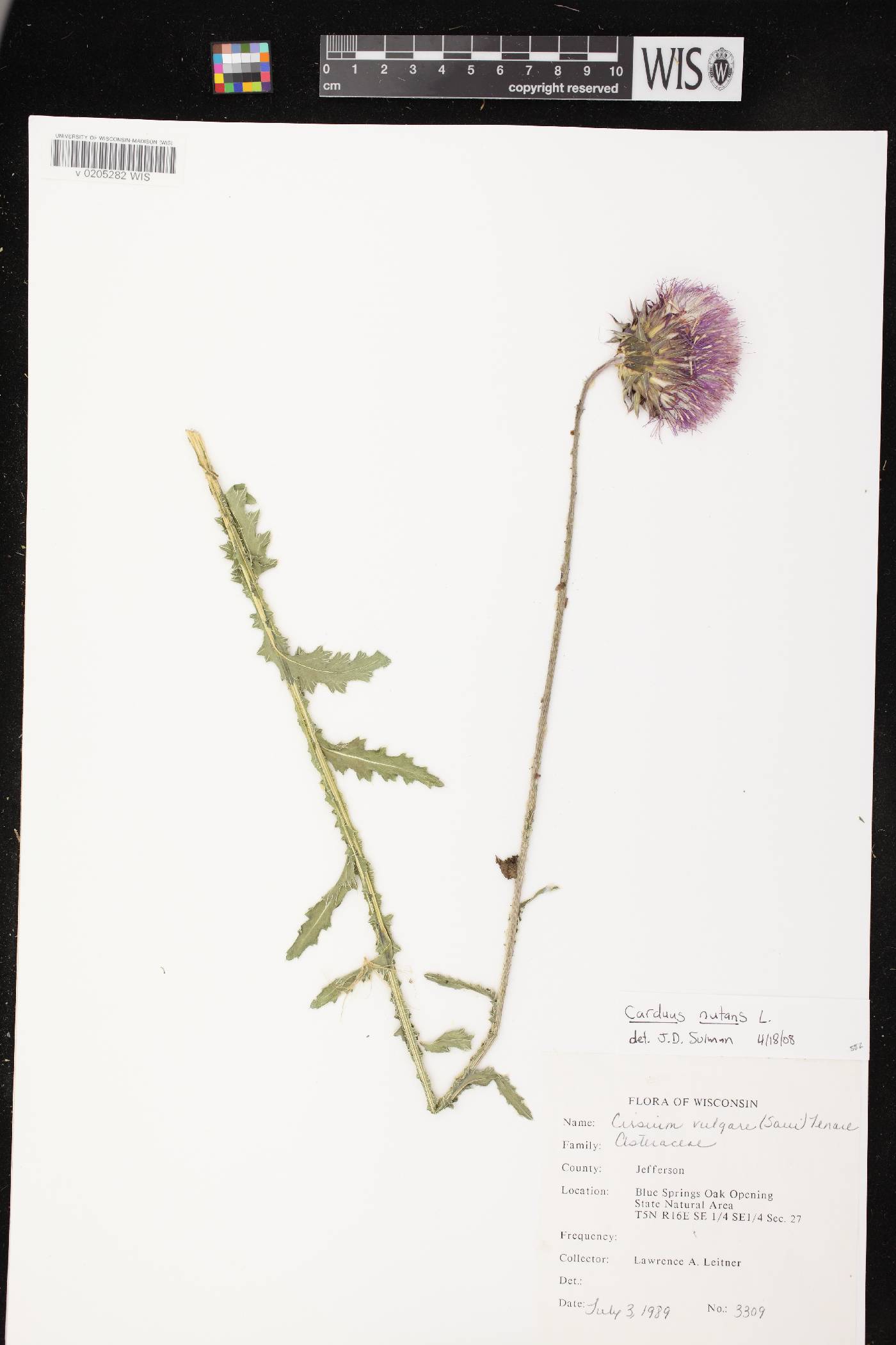 Carduus nutans image