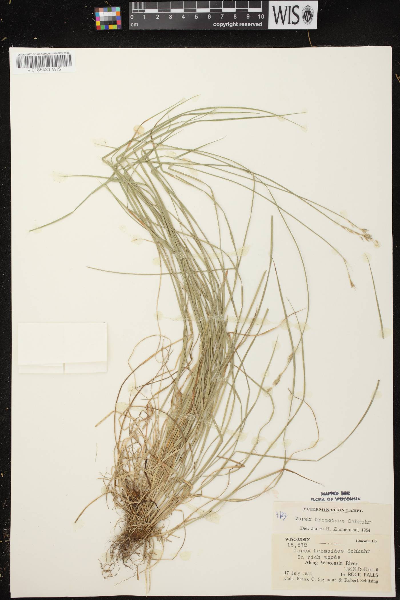Carex bromoides subsp. bromoides image