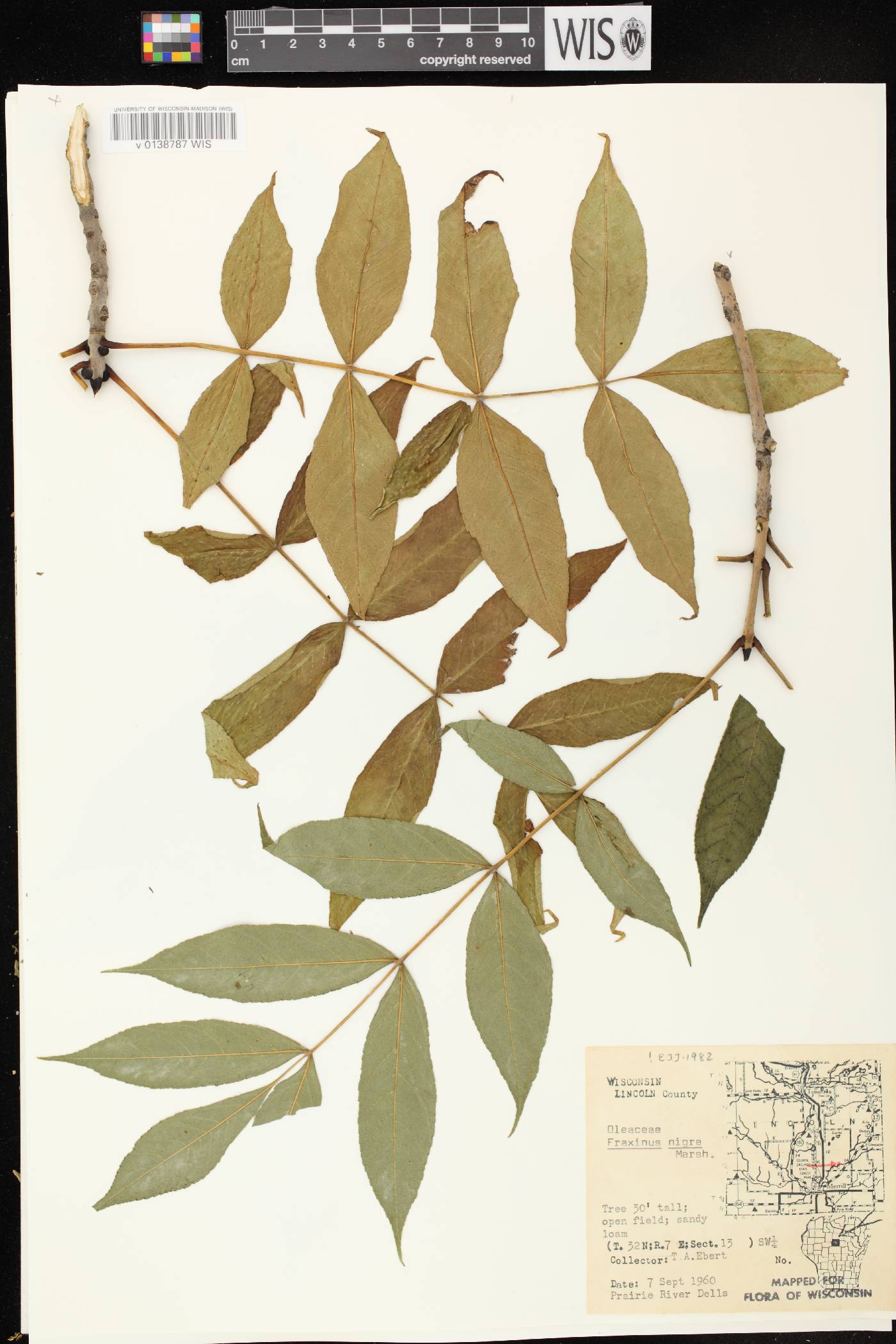 Fraxinus nigra image