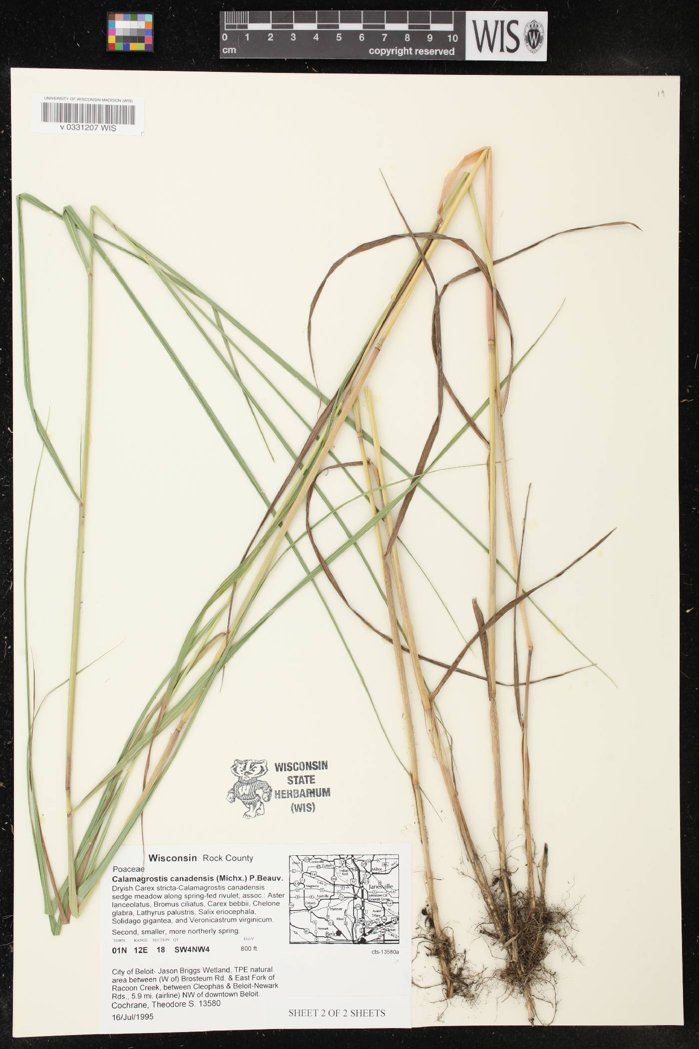 Calamagrostis canadensis image