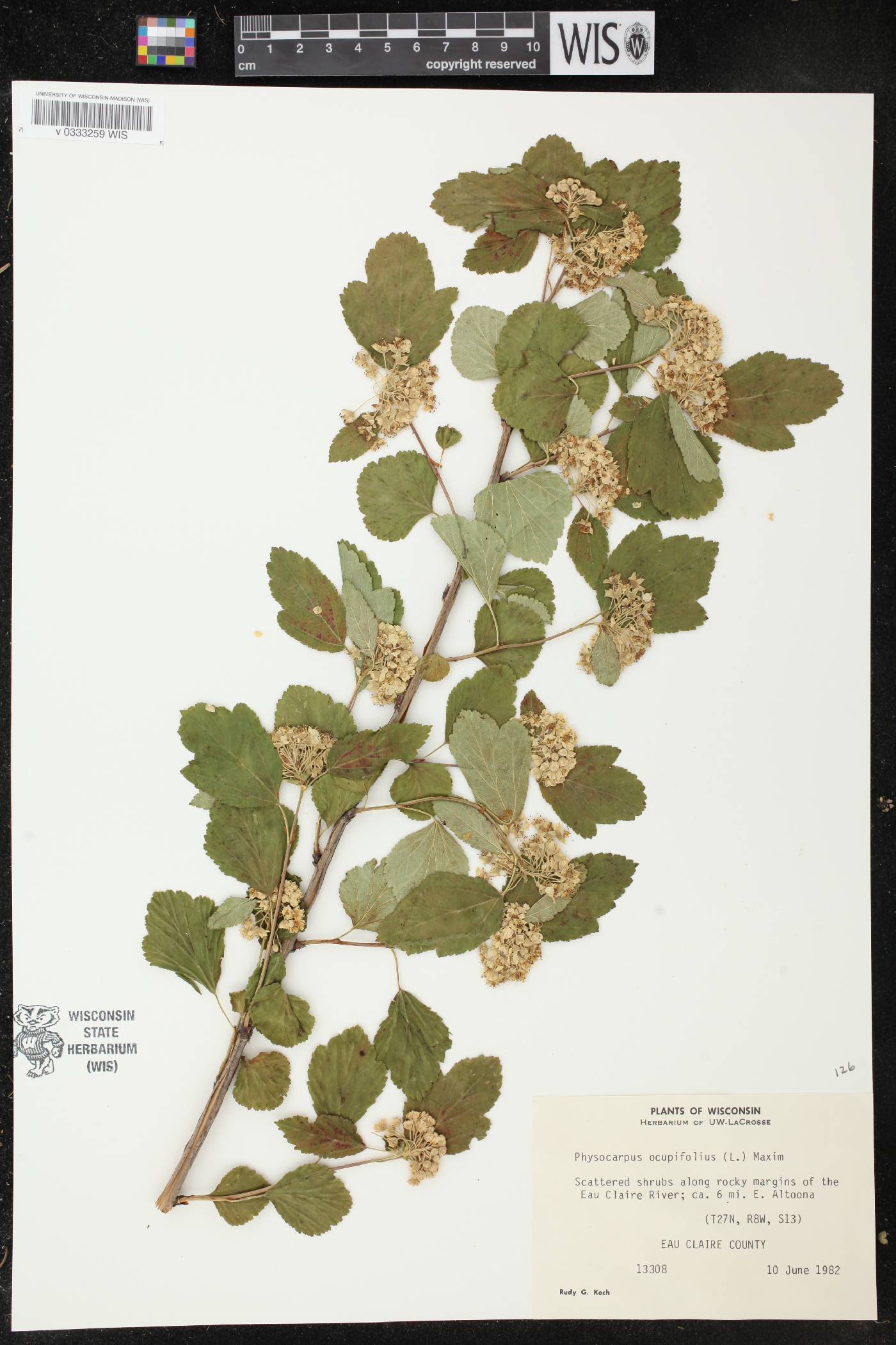 Physocarpus opulifolius image