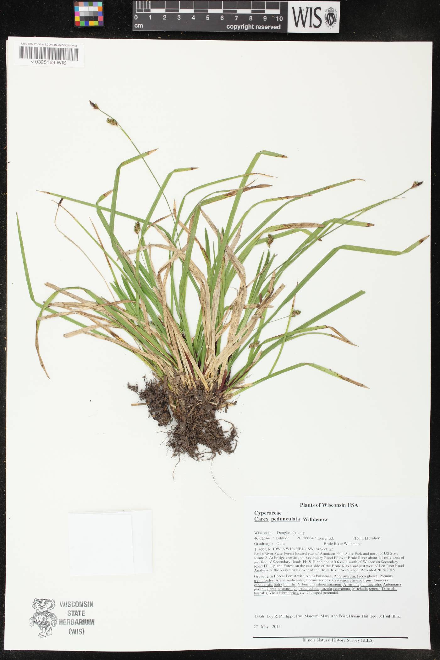 Carex pedunculata image