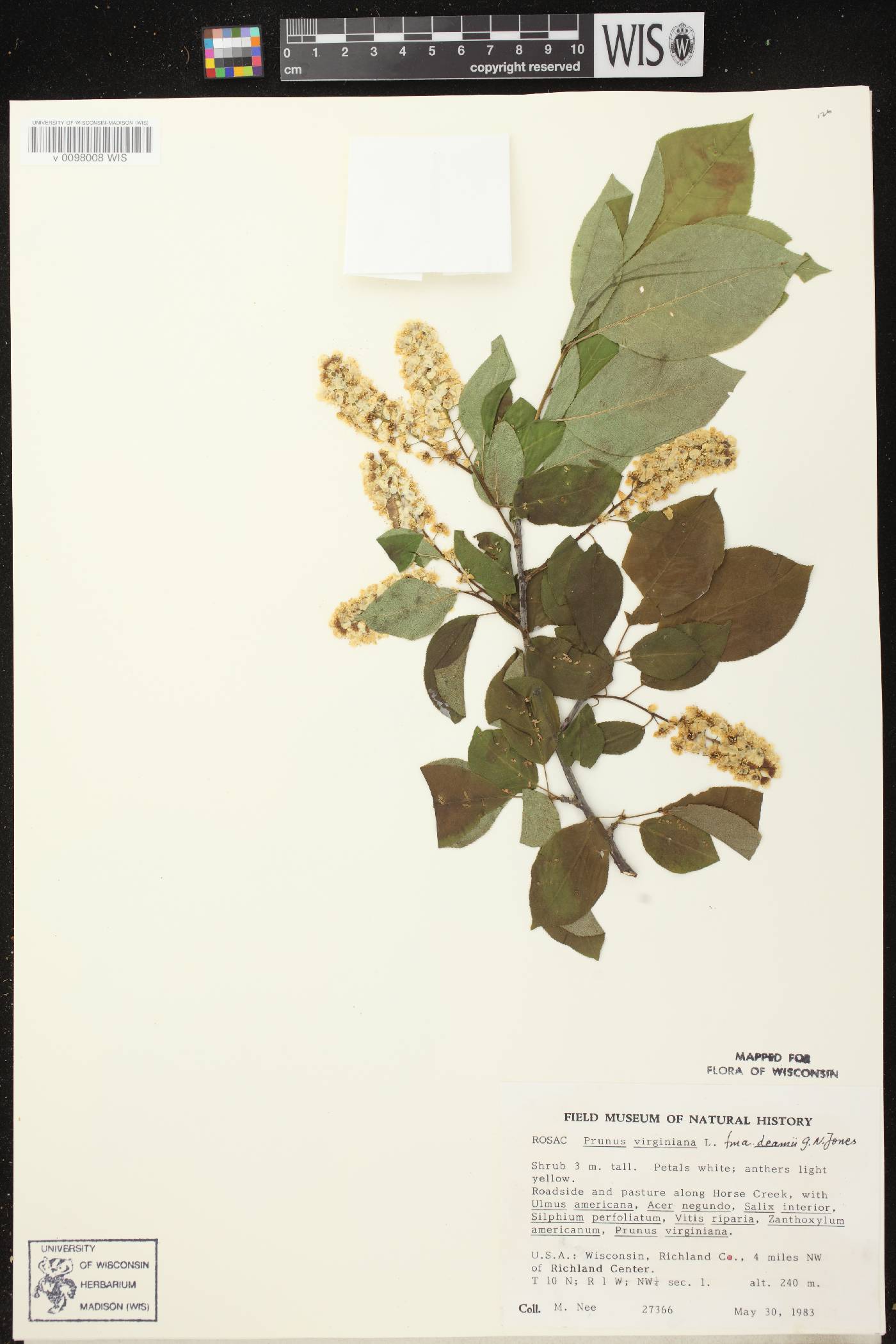 Prunus virginiana image