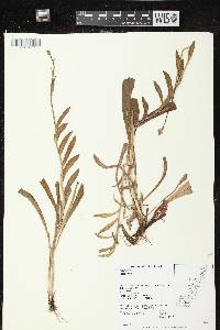 Image of Hieracium