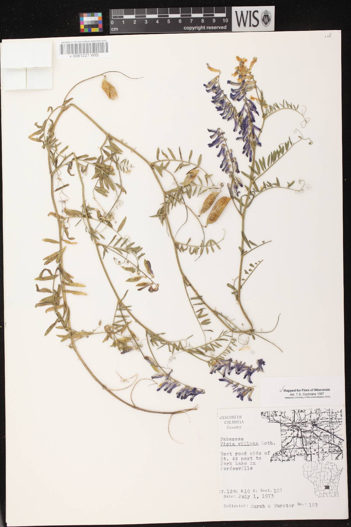 Vicia villosa image