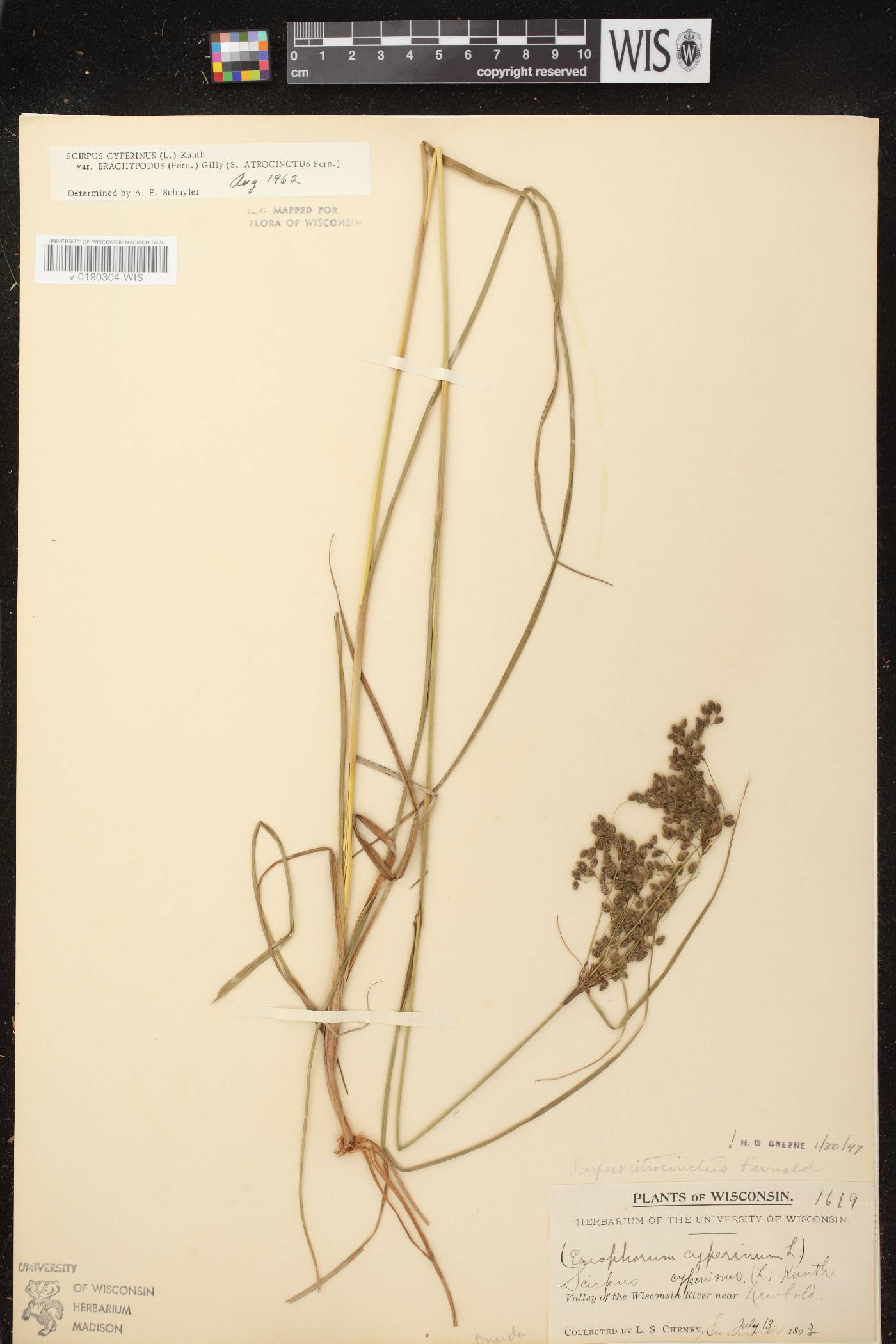 Scirpus atrocinctus image