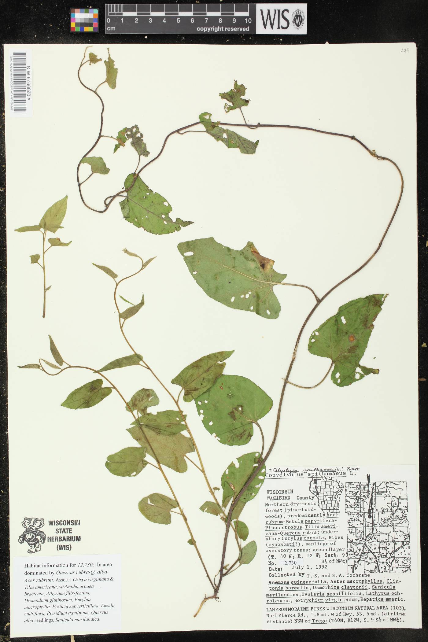 Calystegia spithamaea image