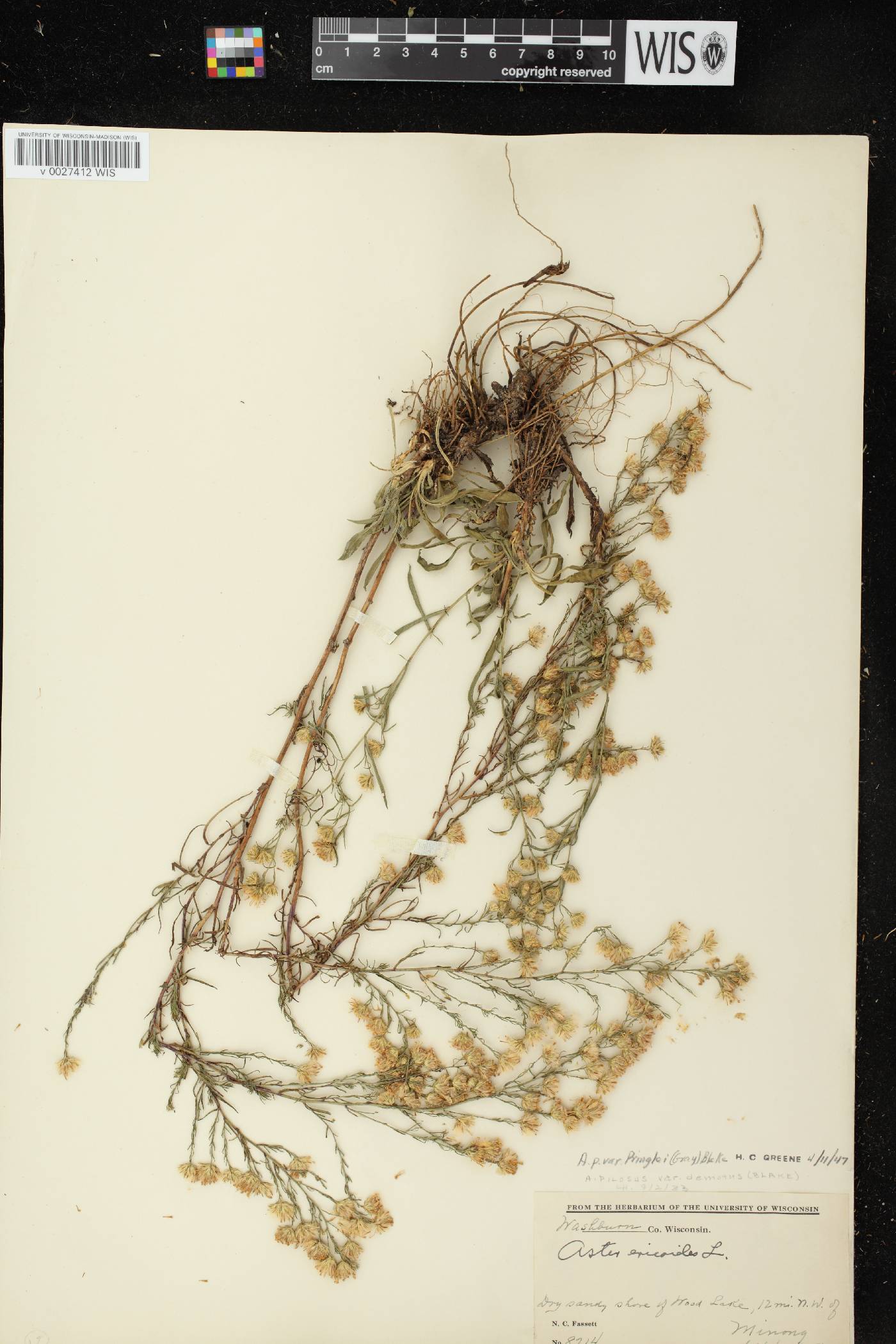 Symphyotrichum pilosum image